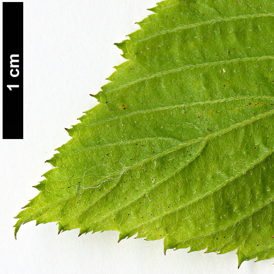 High resolution image: Family: Rosaceae - Genus: Neviusia - Taxon: alabamensis
