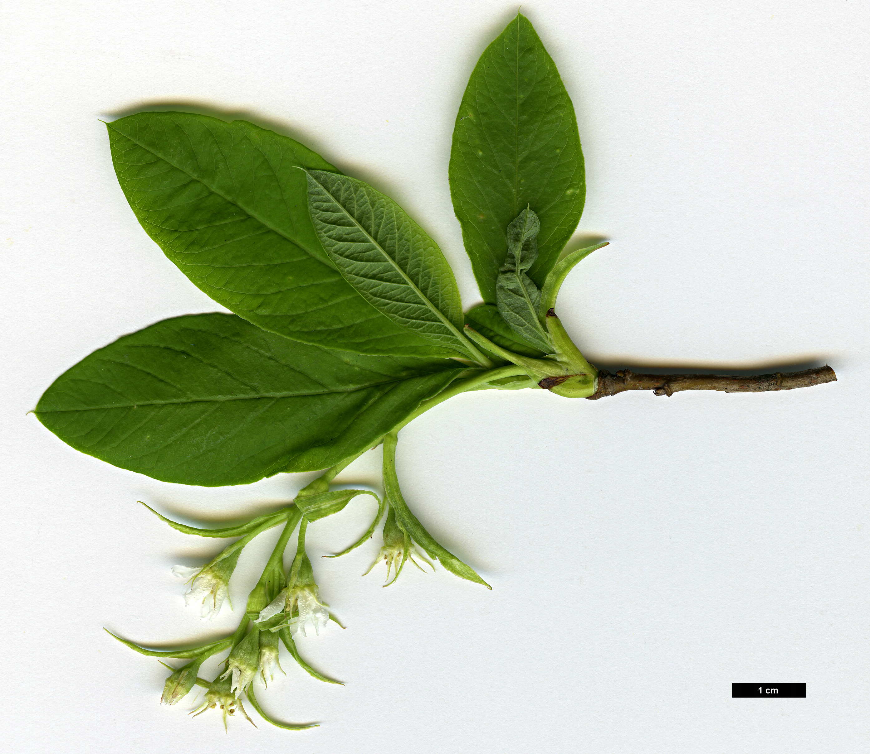 High resolution image: Family: Rosaceae - Genus: Oemleria - Taxon: cerasiformis