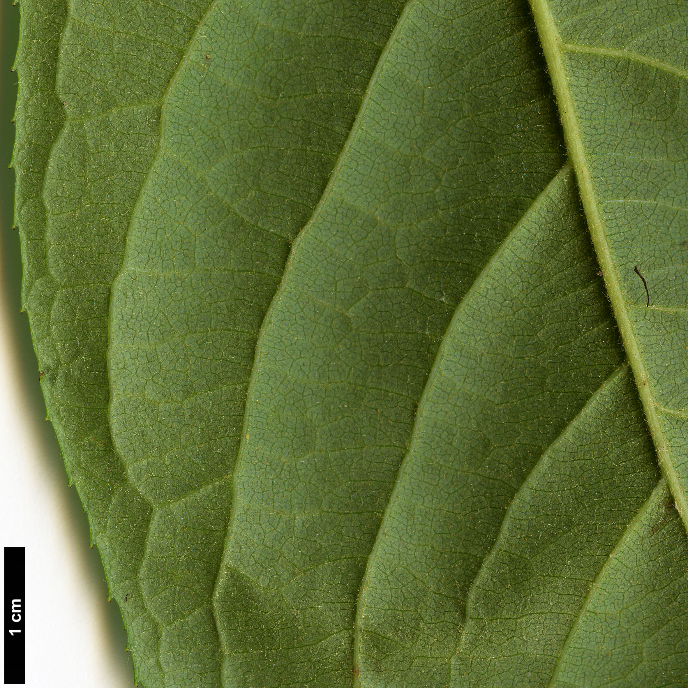 High resolution image: Family: Rosaceae - Genus: Photinia - Taxon: beauverdiana
