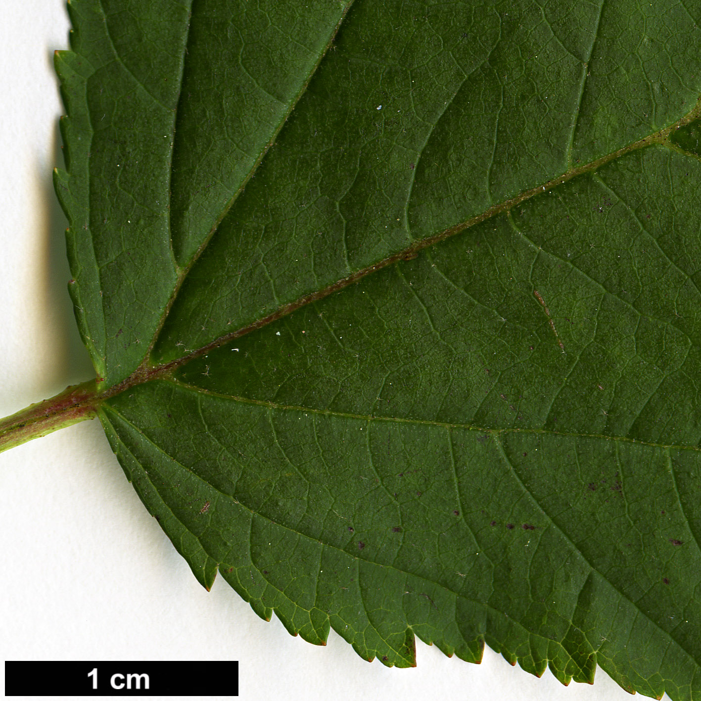 High resolution image: Family: Rosaceae - Genus: Physocarpus - Taxon: opulifolius