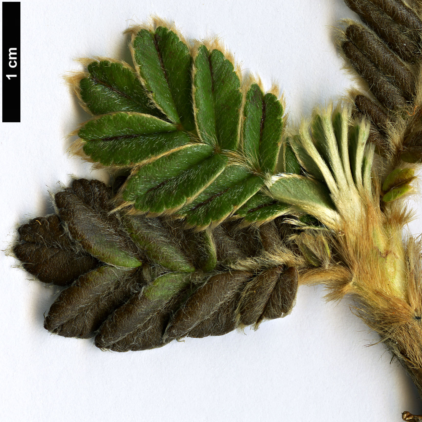 High resolution image: Family: Rosaceae - Genus: Polylepis - Taxon: pauta