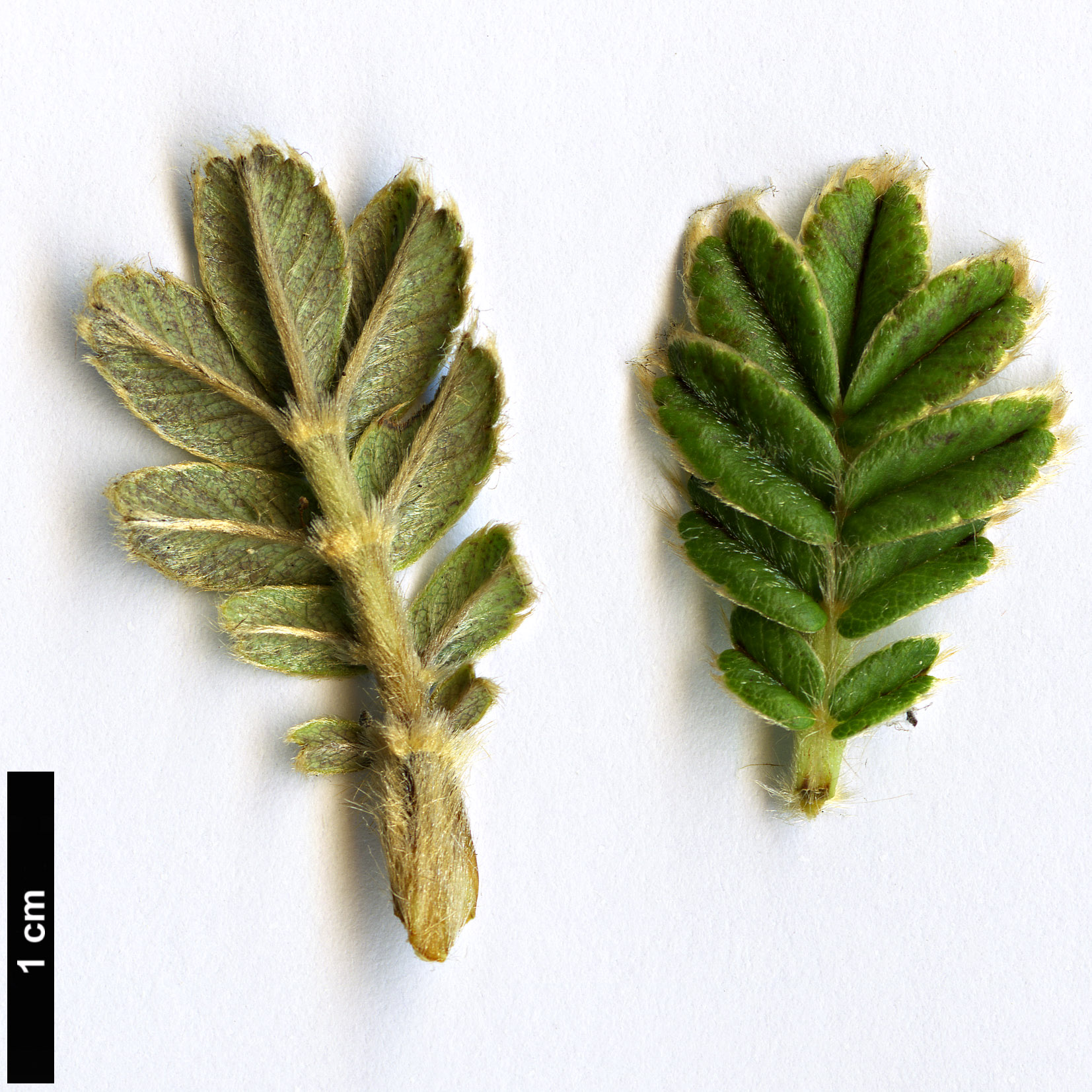 High resolution image: Family: Rosaceae - Genus: Polylepis - Taxon: pauta