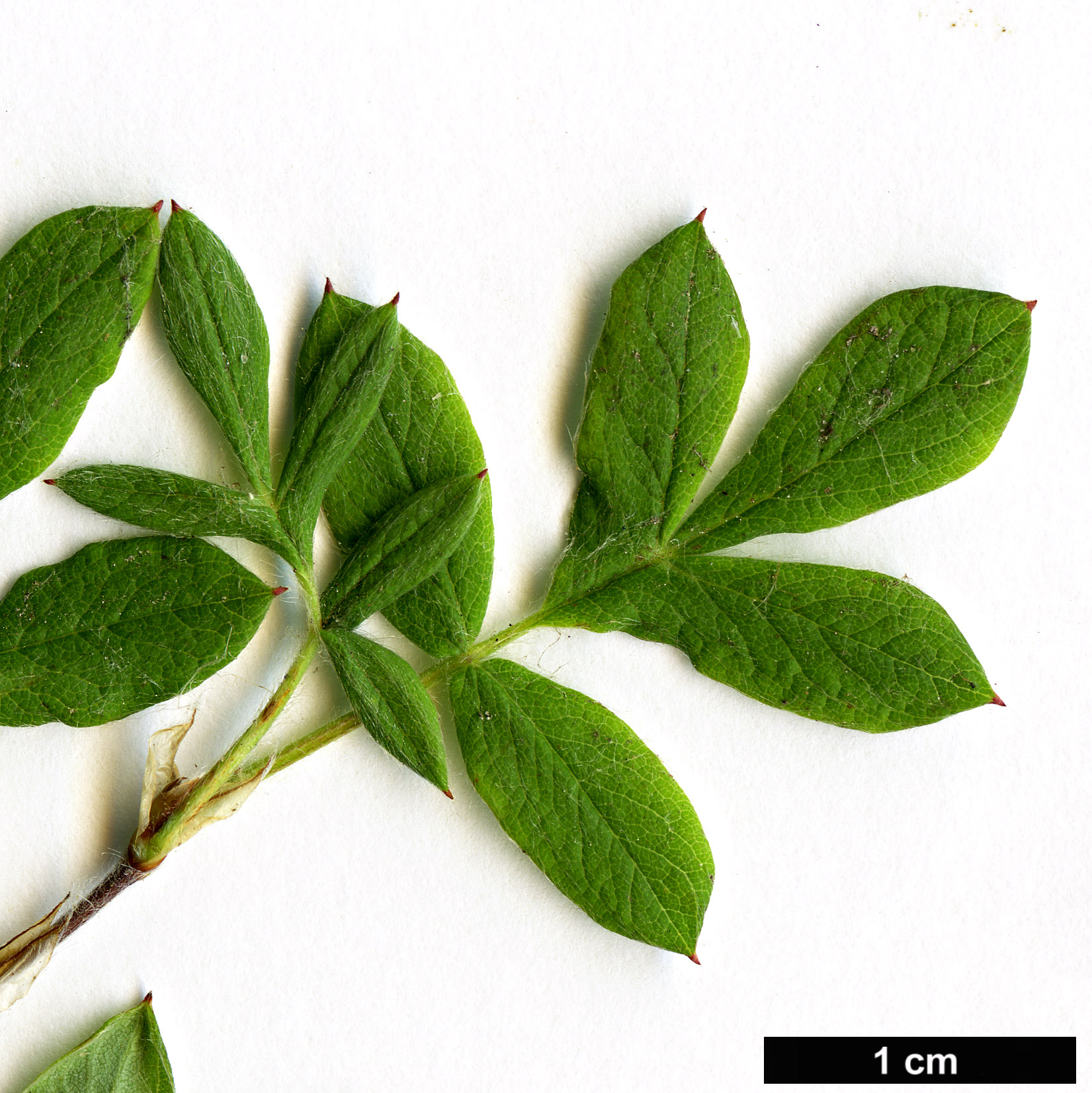 High resolution image: Family: Rosaceae - Genus: Potentilla - Taxon: davurica