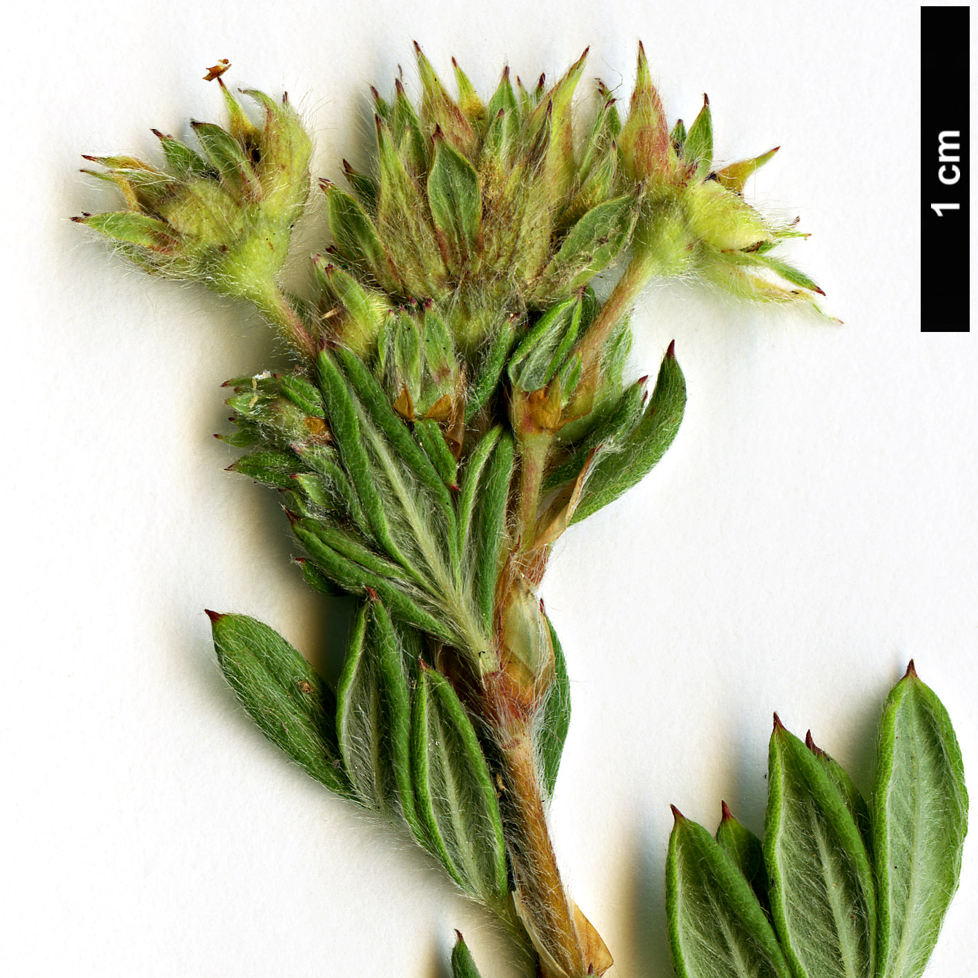 High resolution image: Family: Rosaceae - Genus: Potentilla - Taxon: davurica