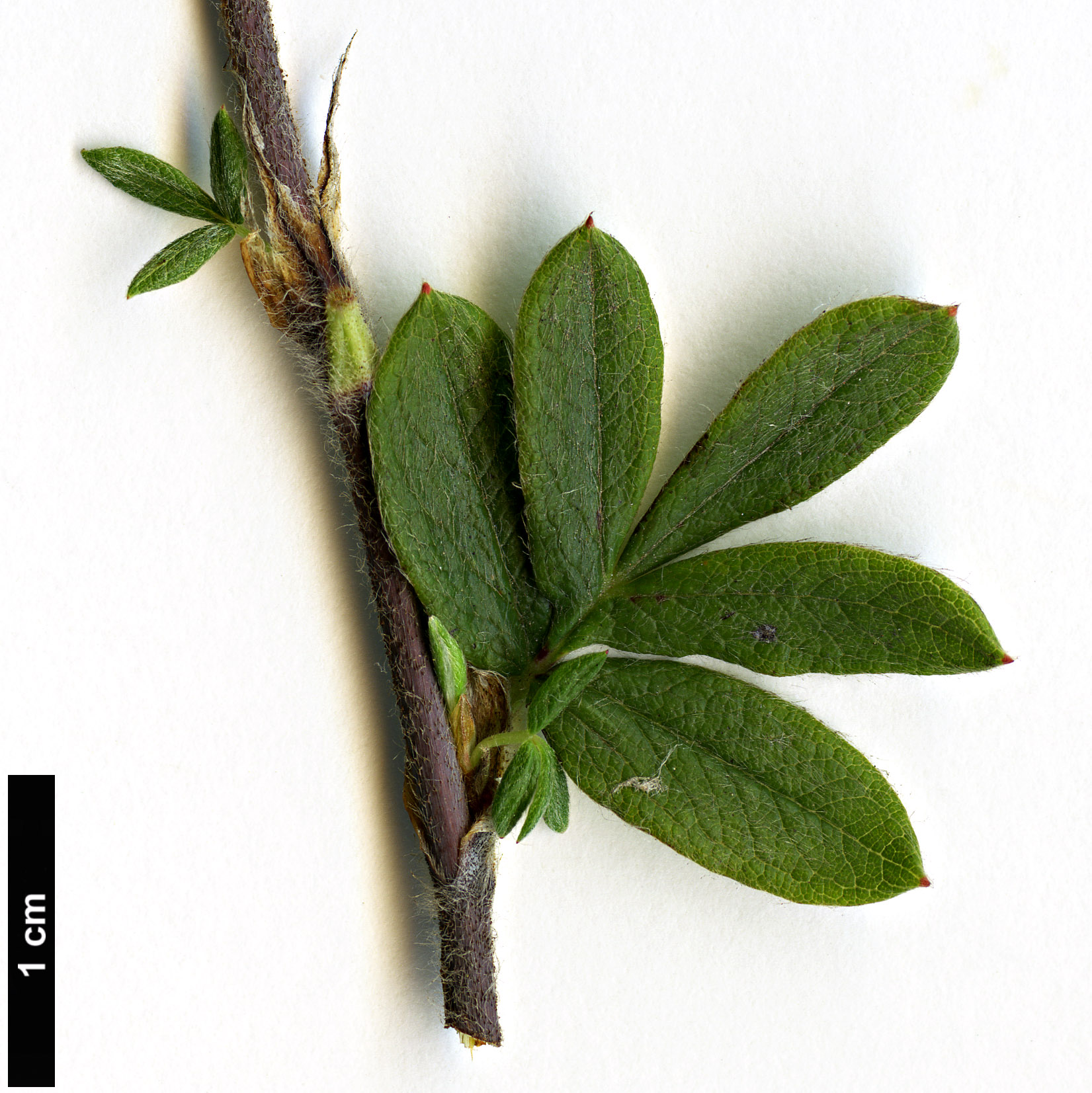 High resolution image: Family: Rosaceae - Genus: Potentilla - Taxon: fruticosa