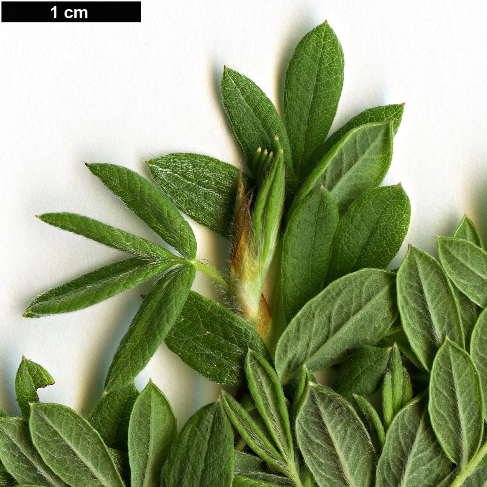 High resolution image: Family: Rosaceae - Genus: Potentilla - Taxon: fruticosa