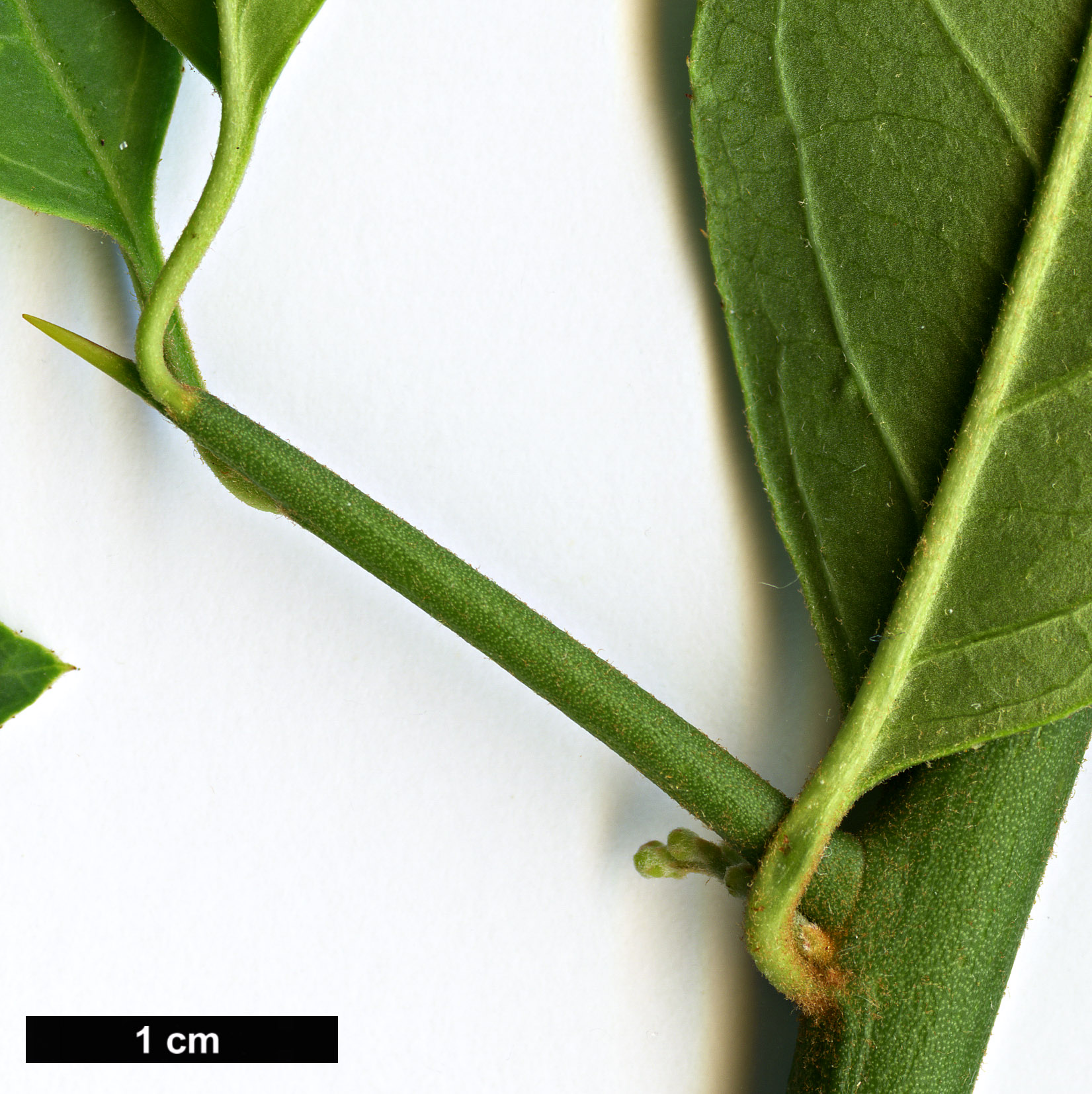 High resolution image: Family: Rosaceae - Genus: Prinsepia - Taxon: scandens