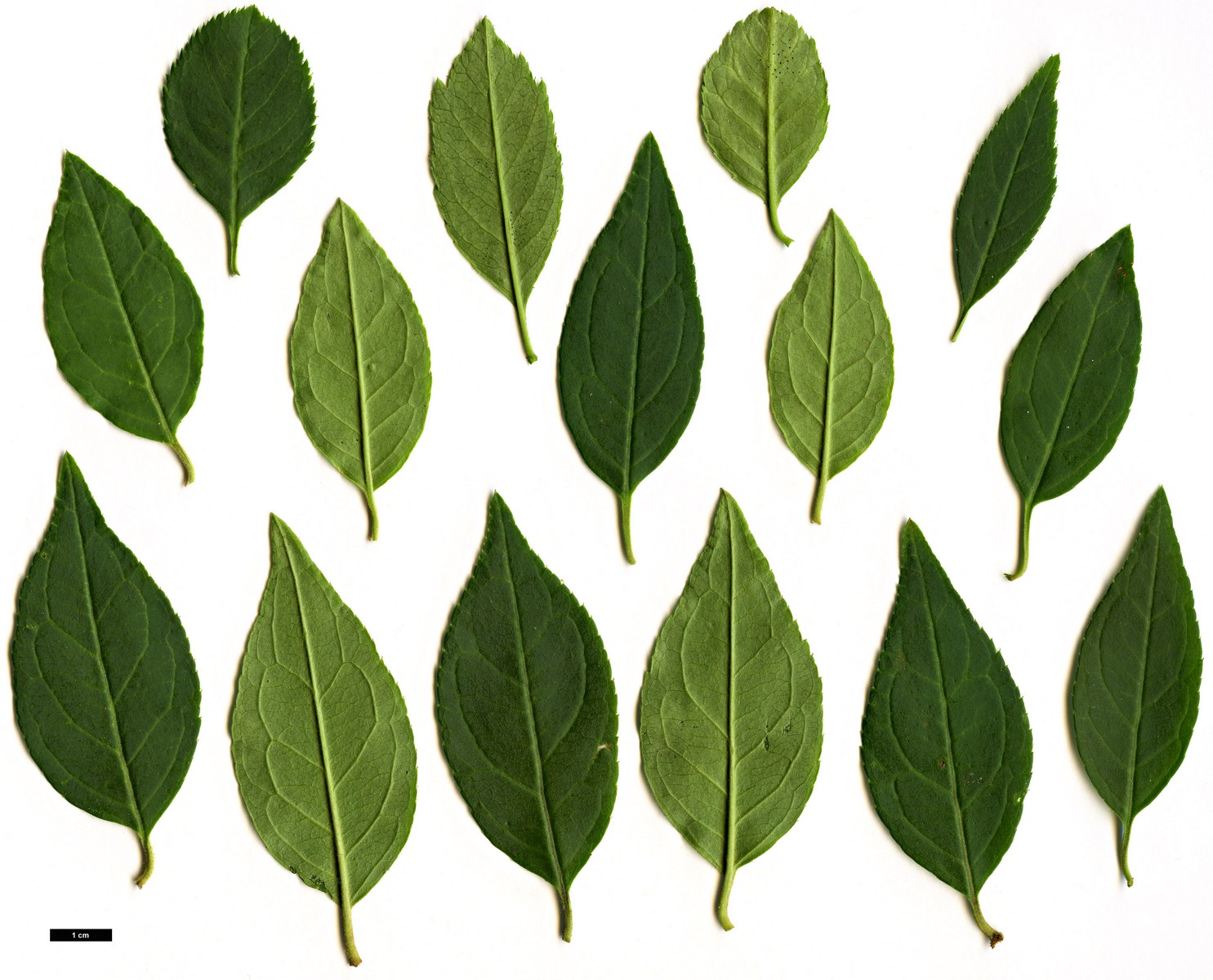 High resolution image: Family: Rosaceae - Genus: Prinsepia - Taxon: scandens