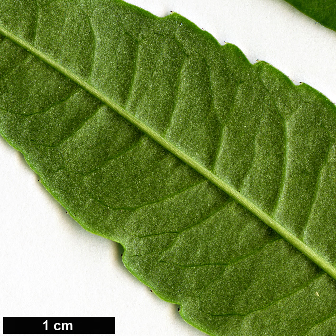 High resolution image: Family: Rosaceae - Genus: Prinsepia - Taxon: sinensis