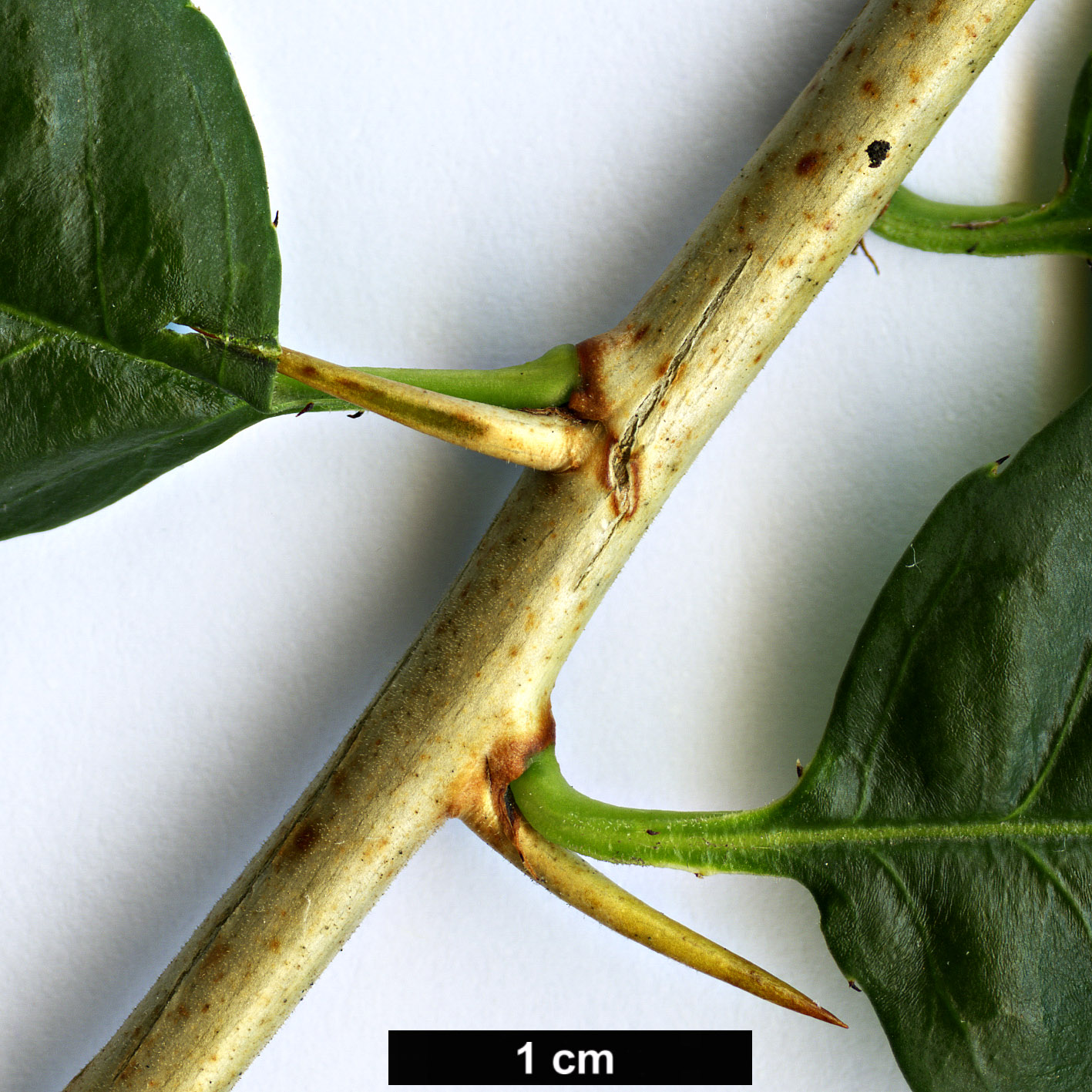 High resolution image: Family: Rosaceae - Genus: Prinsepia - Taxon: uniflora