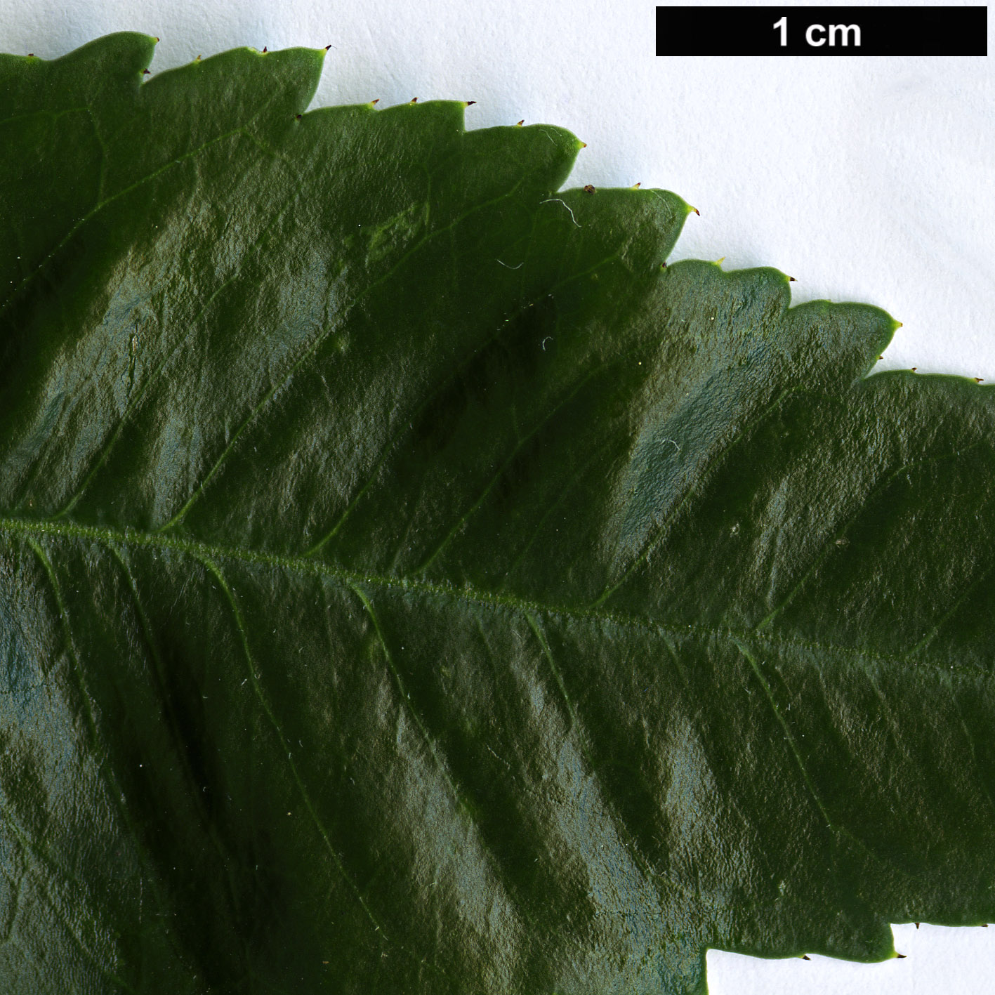 High resolution image: Family: Rosaceae - Genus: Prinsepia - Taxon: uniflora