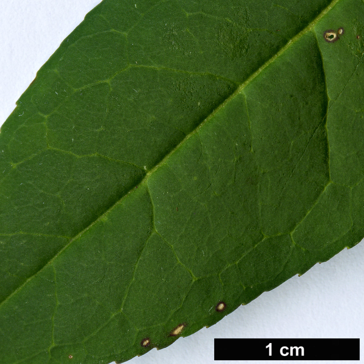 High resolution image: Family: Rosaceae - Genus: Prinsepia - Taxon: utilis