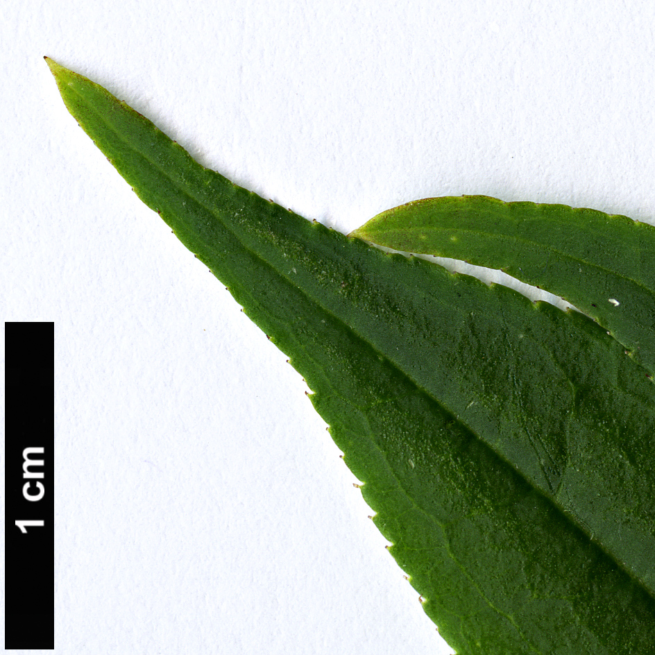 High resolution image: Family: Rosaceae - Genus: Prinsepia - Taxon: utilis