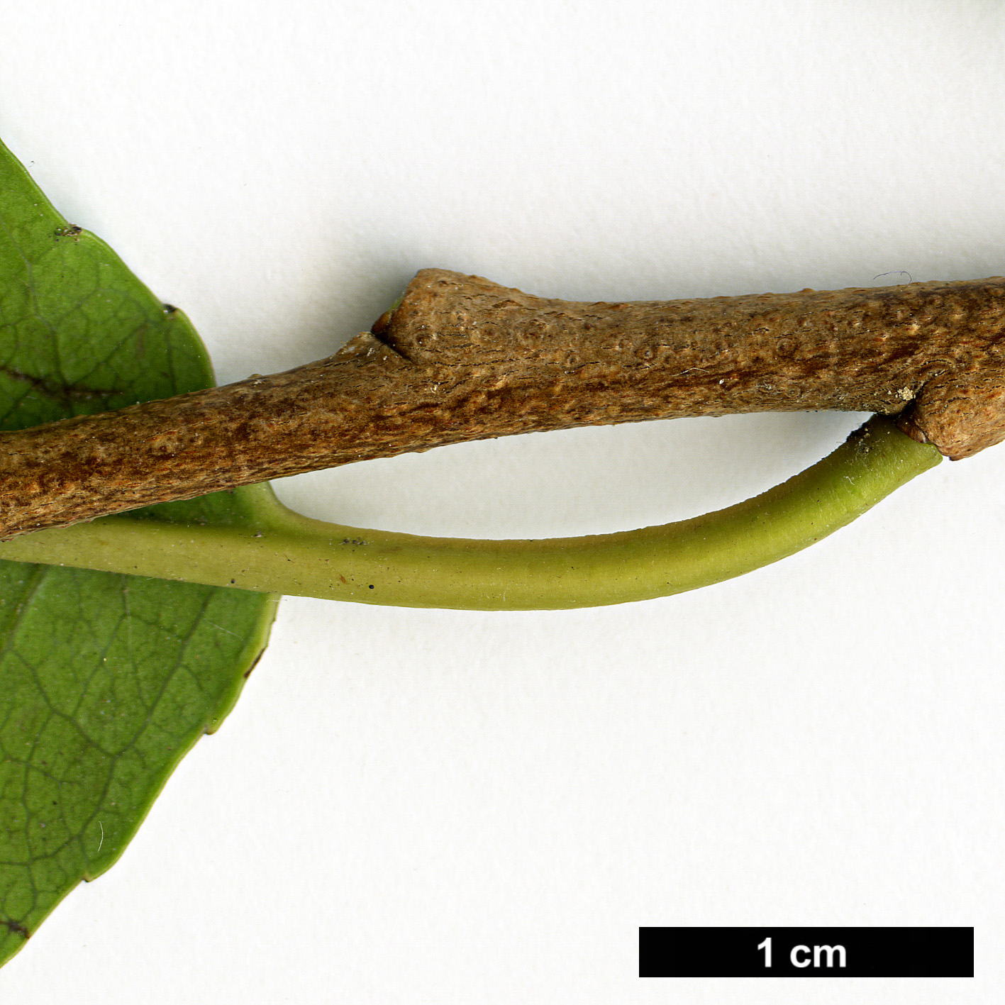 High resolution image: Family: Rosaceae - Genus: Prunus - Taxon: africana