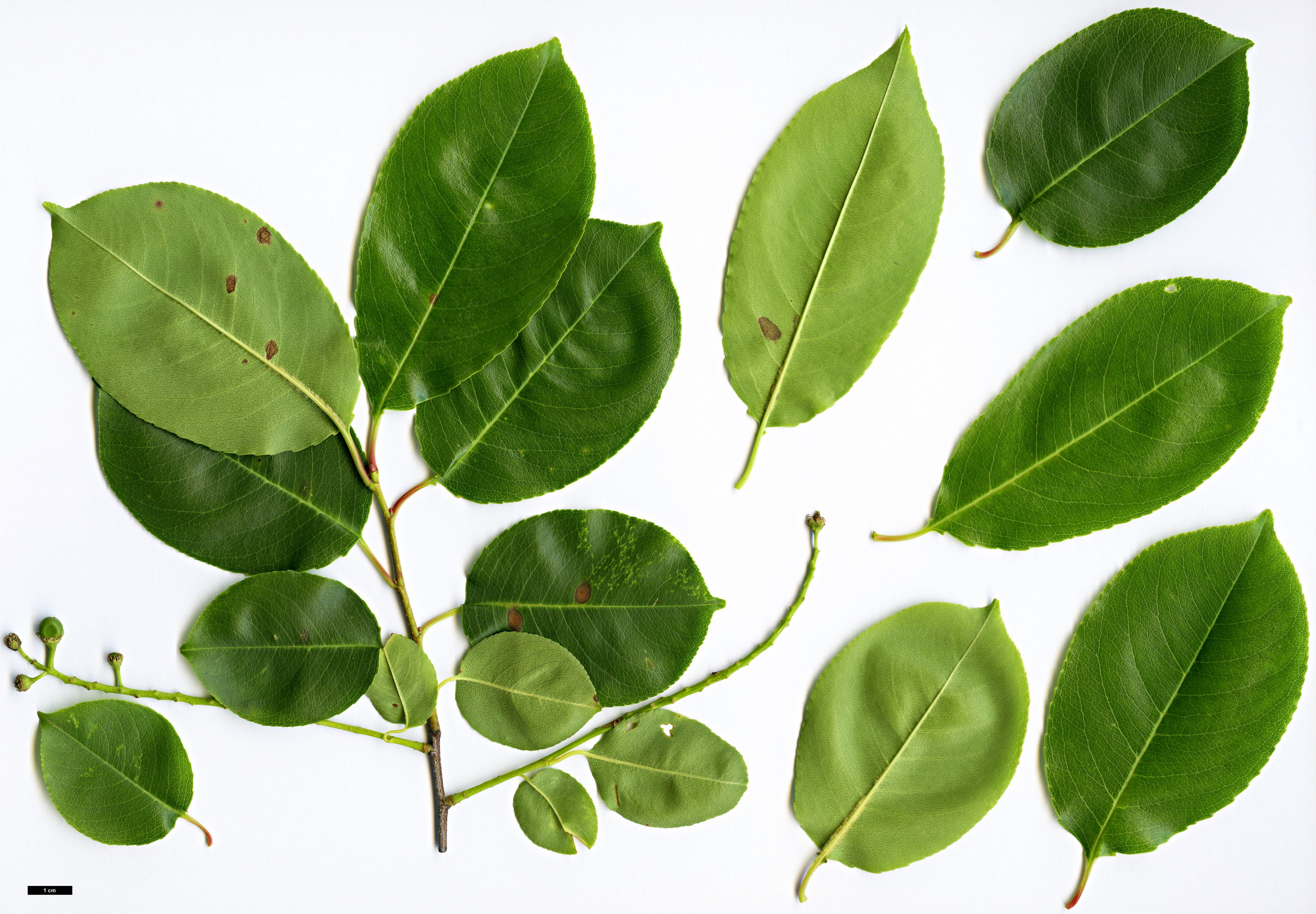 High resolution image: Family: Rosaceae - Genus: Prunus - Taxon: alabamensis