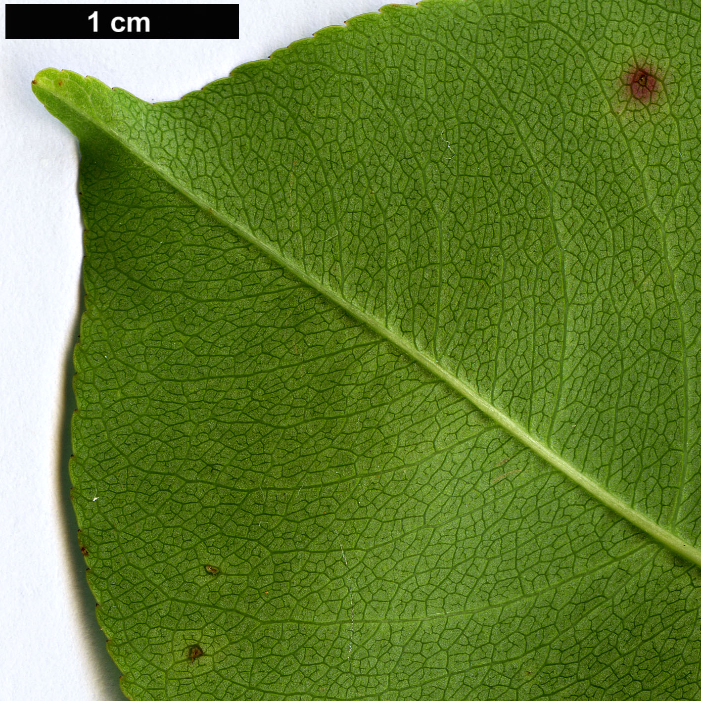 High resolution image: Family: Rosaceae - Genus: Prunus - Taxon: alabamensis