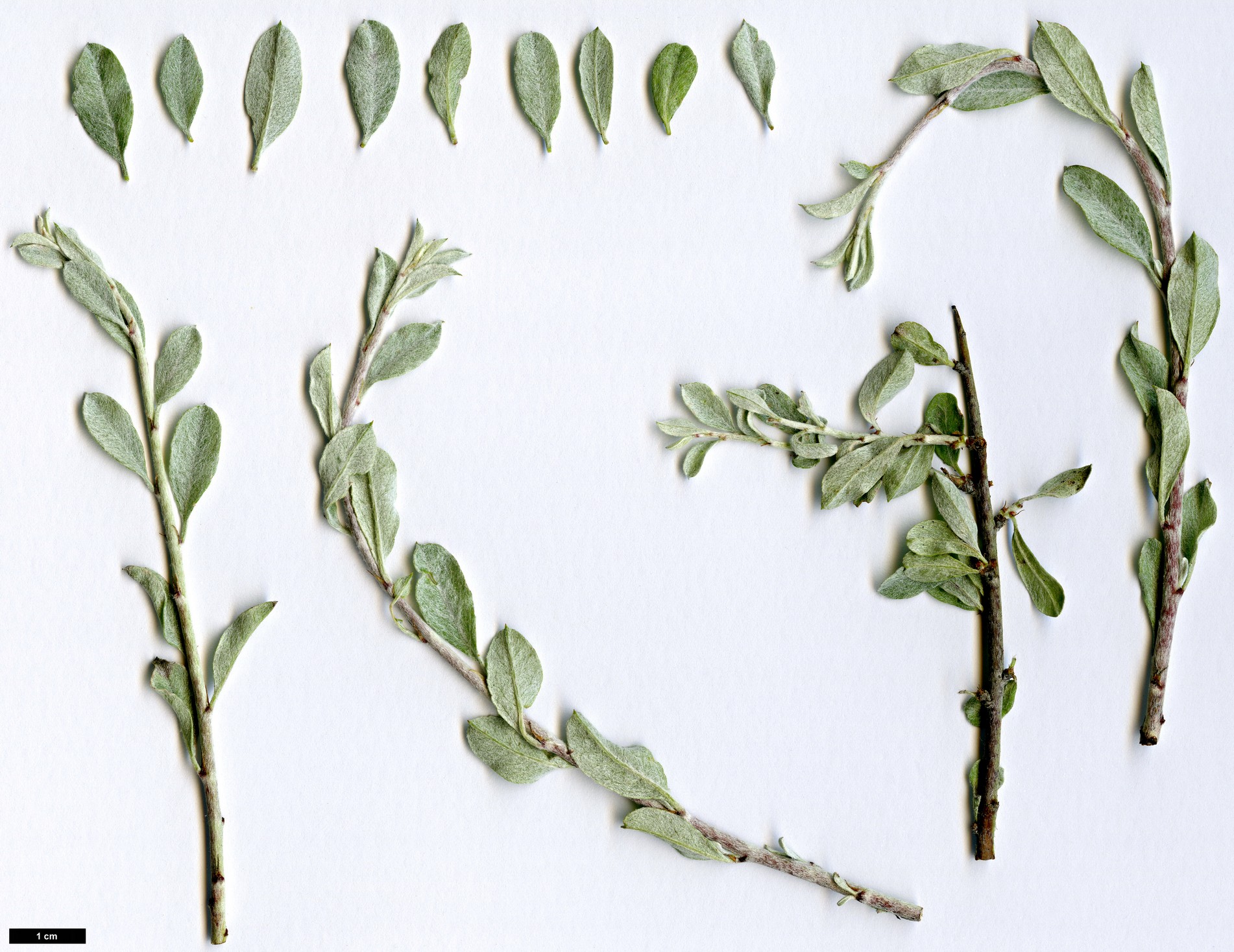 High resolution image: Family: Rosaceae - Genus: Prunus - Taxon: argentea
