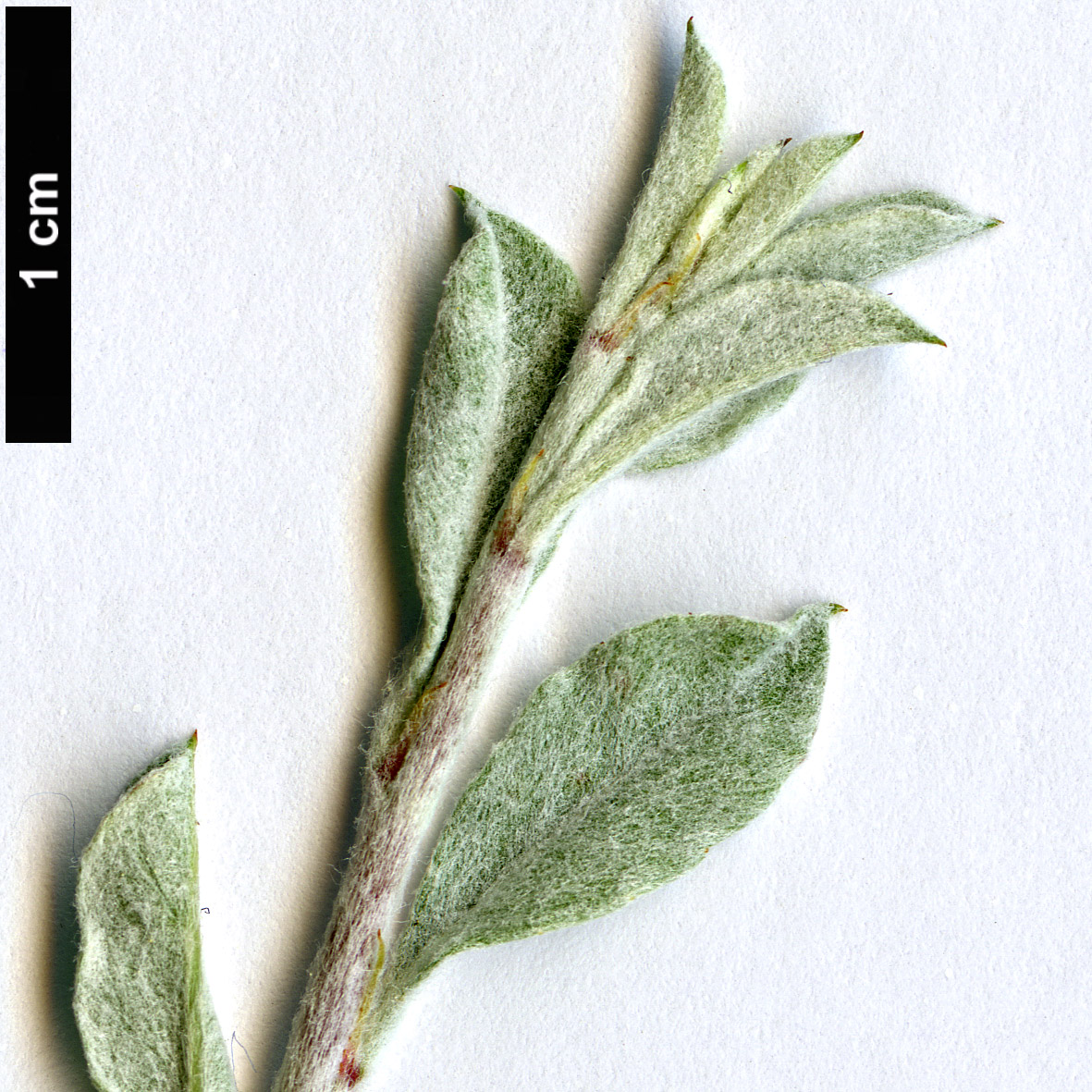 High resolution image: Family: Rosaceae - Genus: Prunus - Taxon: argentea
