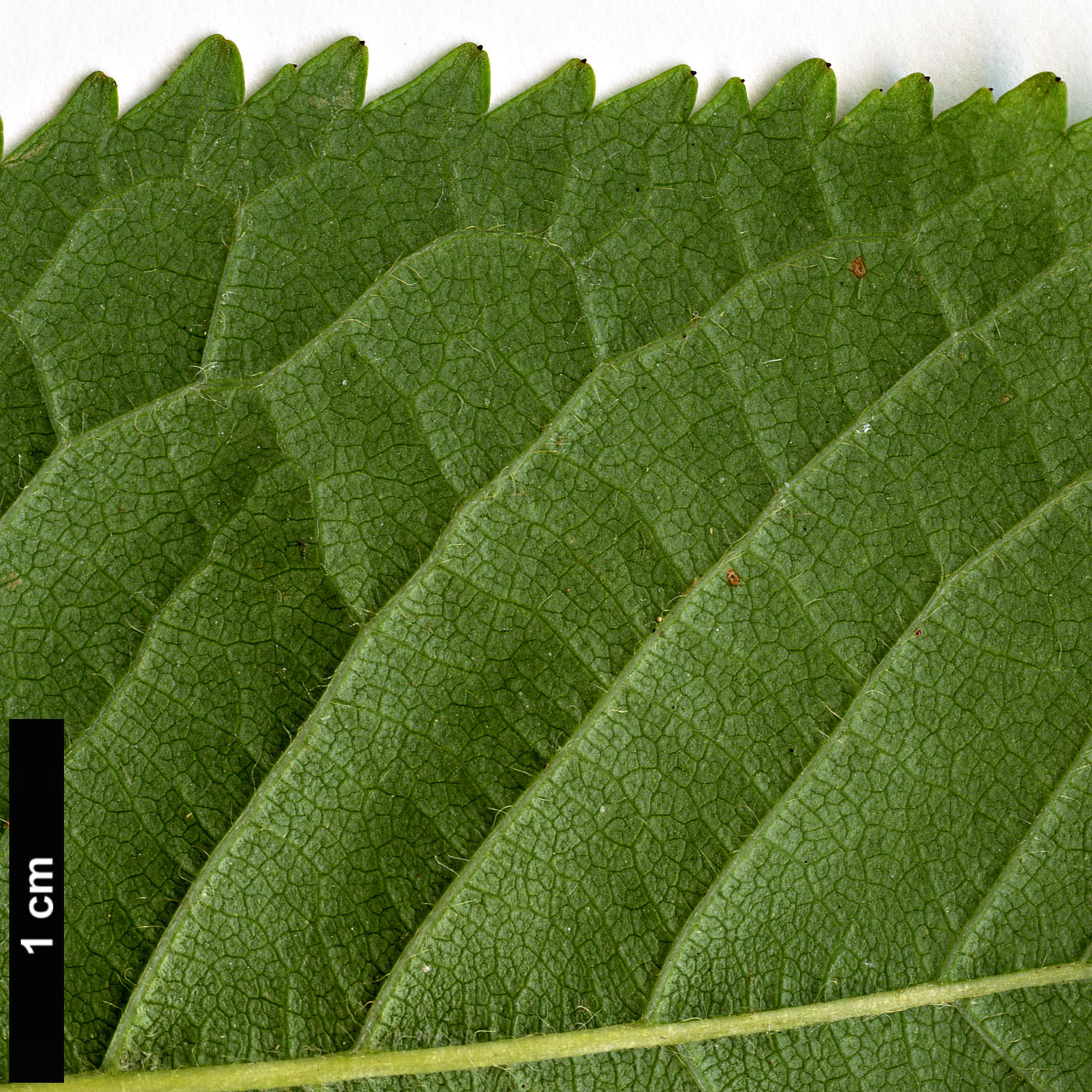 High resolution image: Family: Rosaceae - Genus: Prunus - Taxon: avium