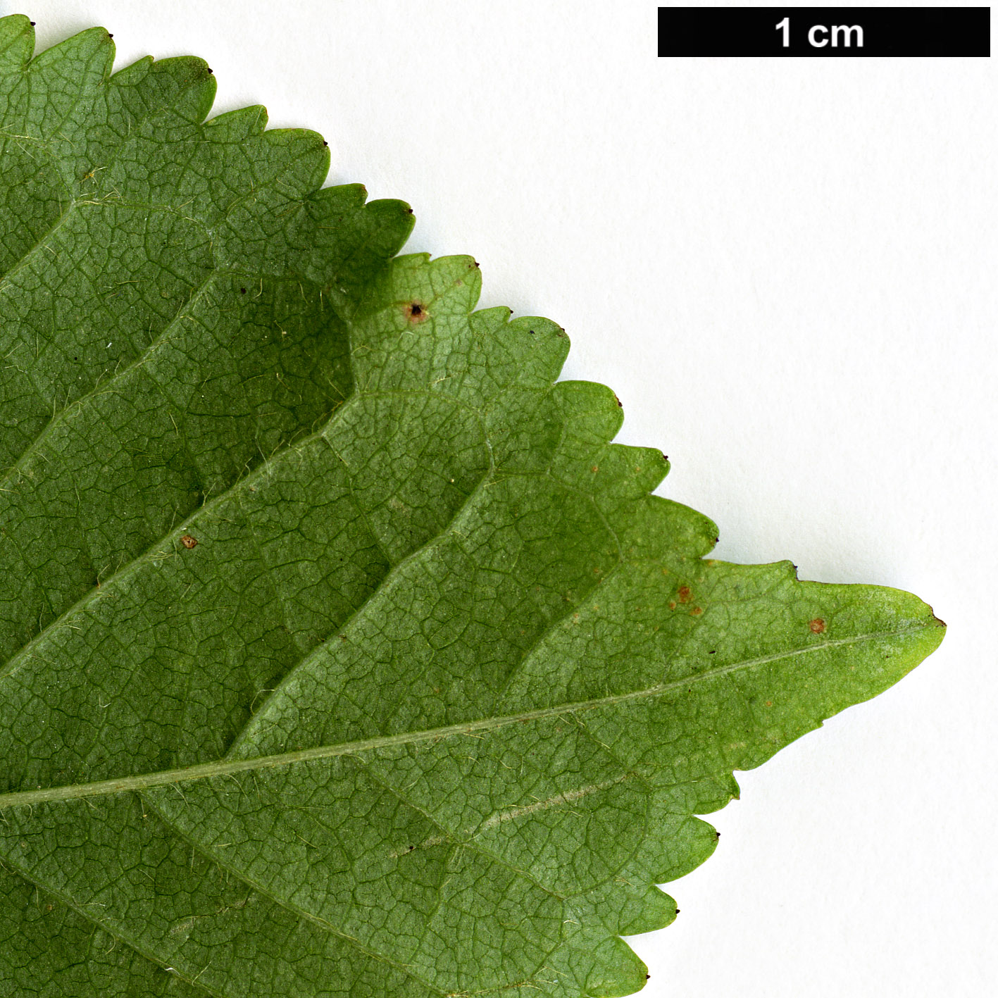 High resolution image: Family: Rosaceae - Genus: Prunus - Taxon: avium