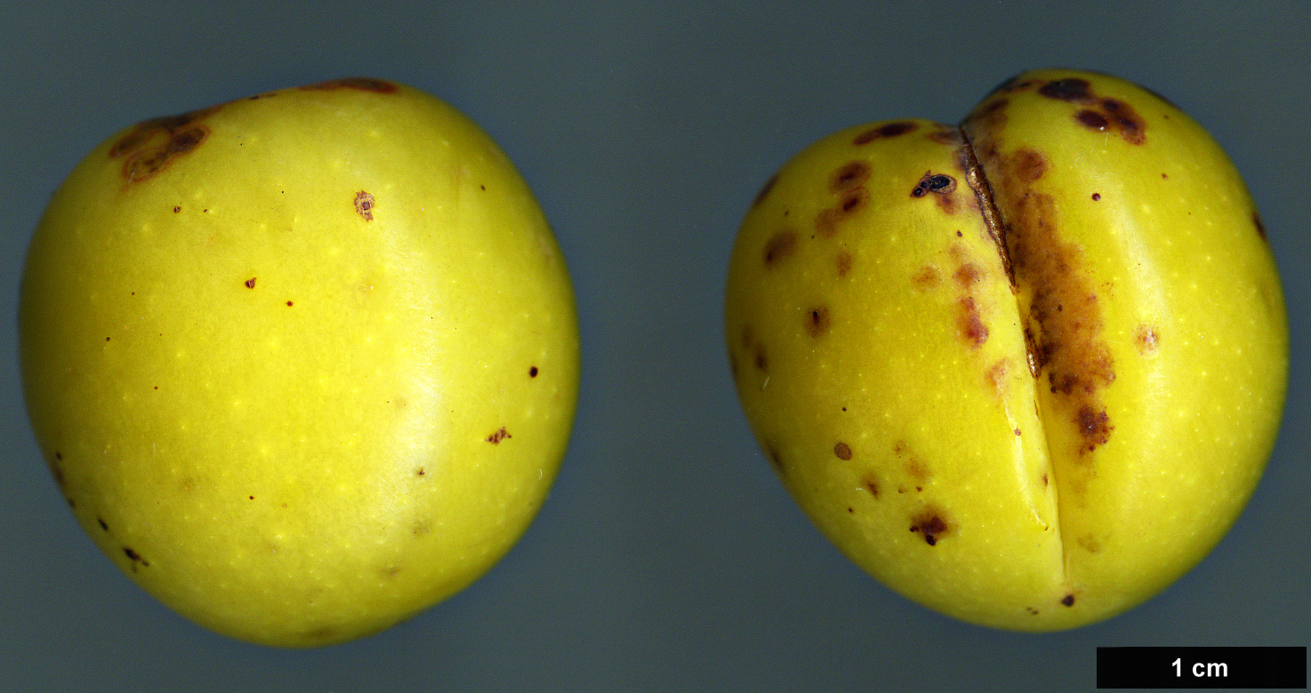 High resolution image: Family: Rosaceae - Genus: Prunus - Taxon: brigantina