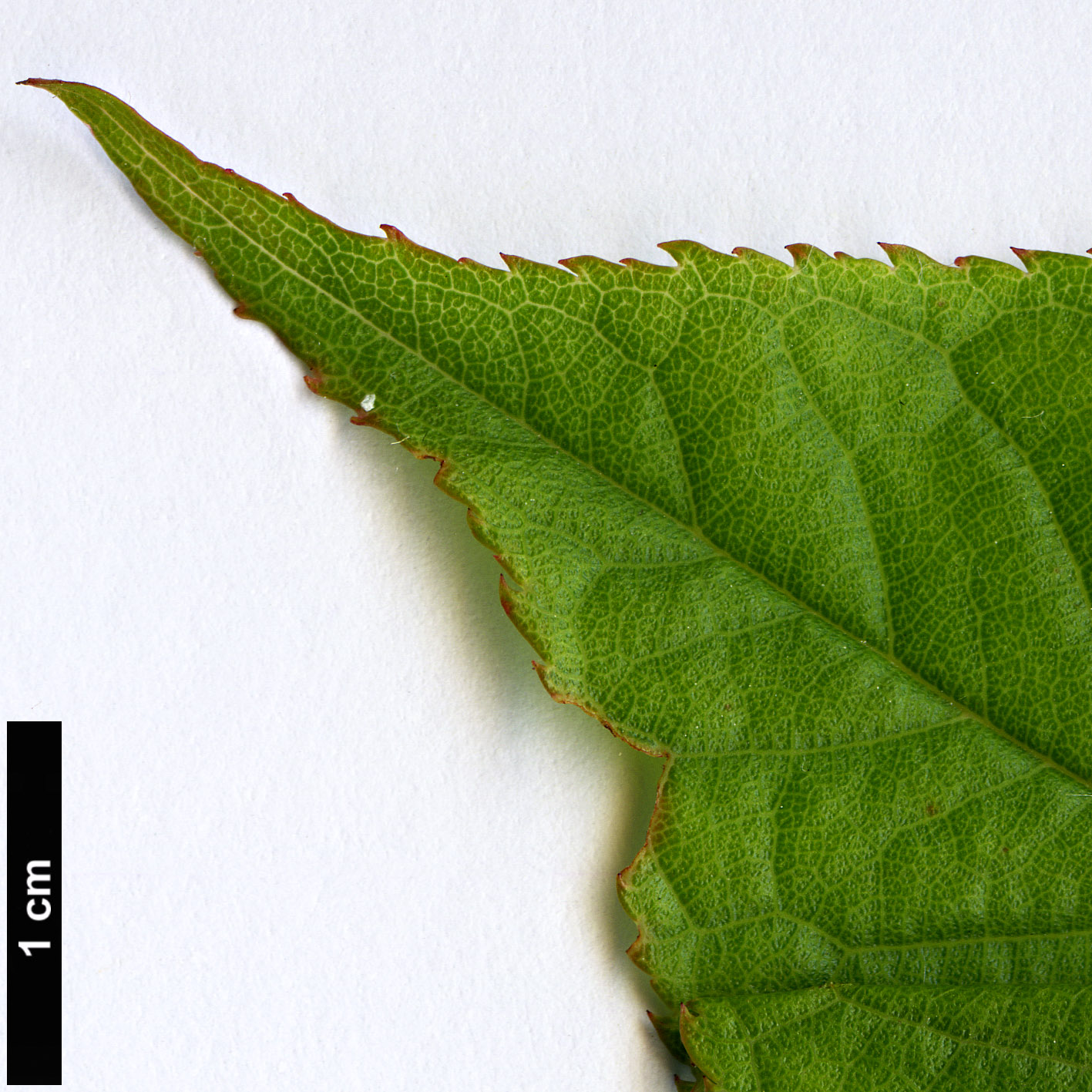 High resolution image: Family: Rosaceae - Genus: Prunus - Taxon: campanulata