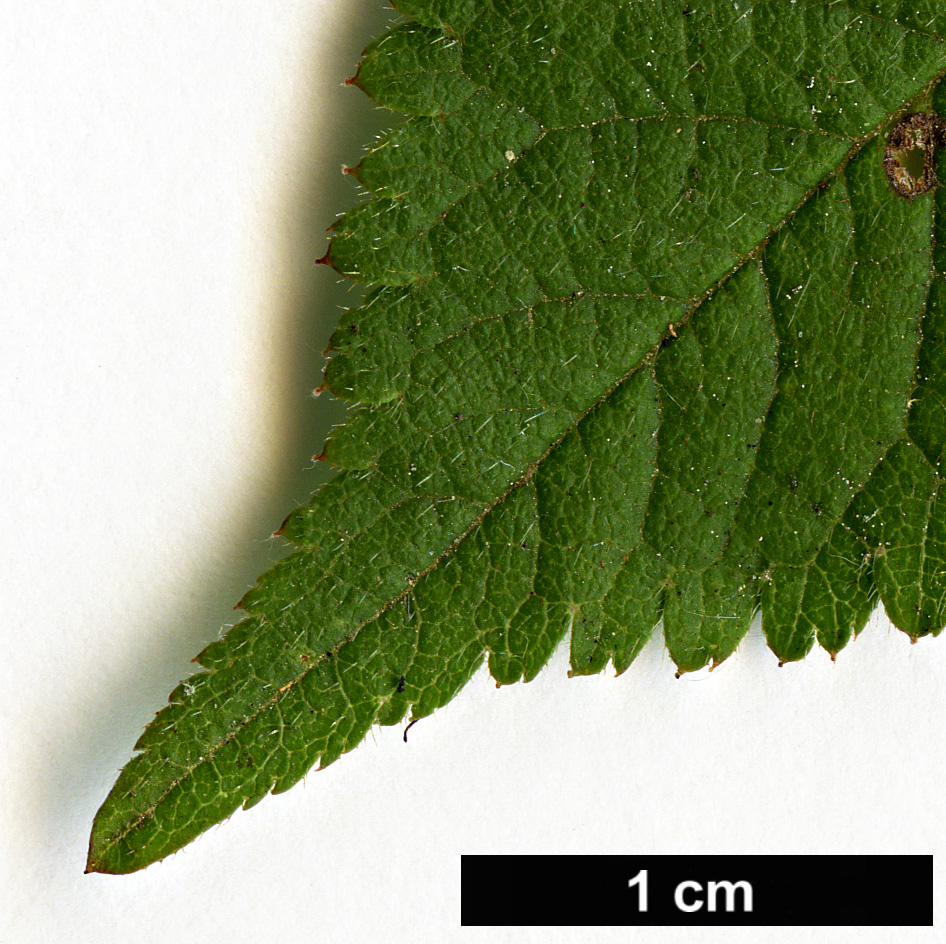 High resolution image: Family: Rosaceae - Genus: Prunus - Taxon: canescens