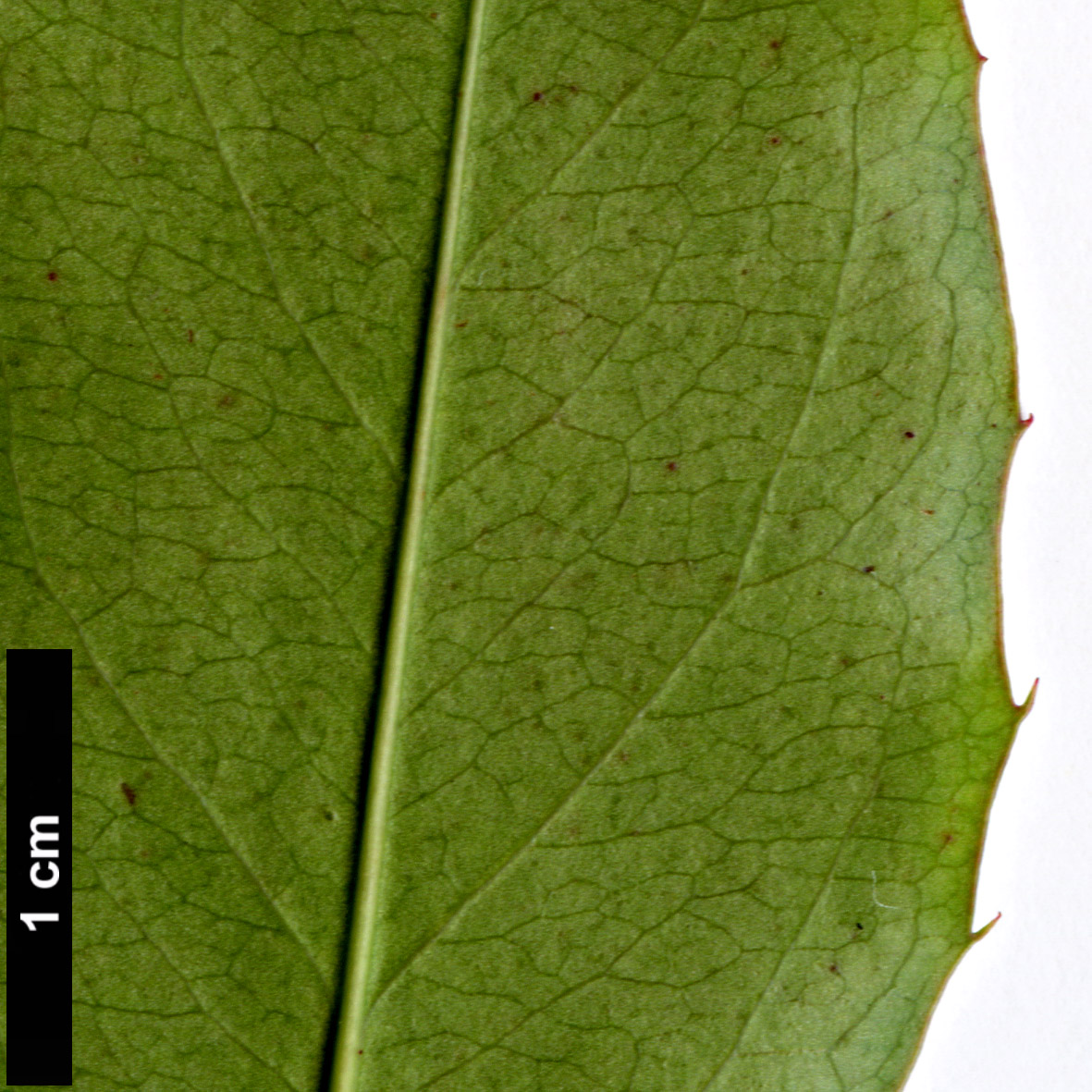 High resolution image: Family: Rosaceae - Genus: Prunus - Taxon: caroliniana