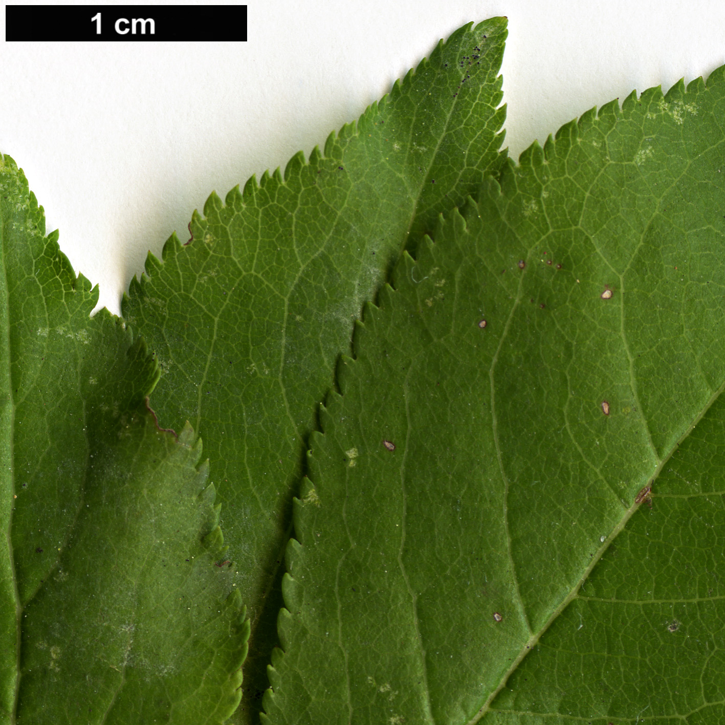 High resolution image: Family: Rosaceae - Genus: Prunus - Taxon: cerasifera