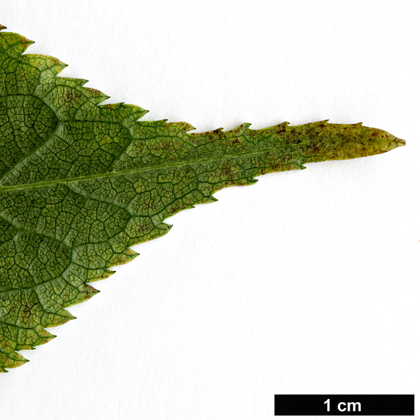 High resolution image: Family: Rosaceae - Genus: Prunus - Taxon: cerasoides