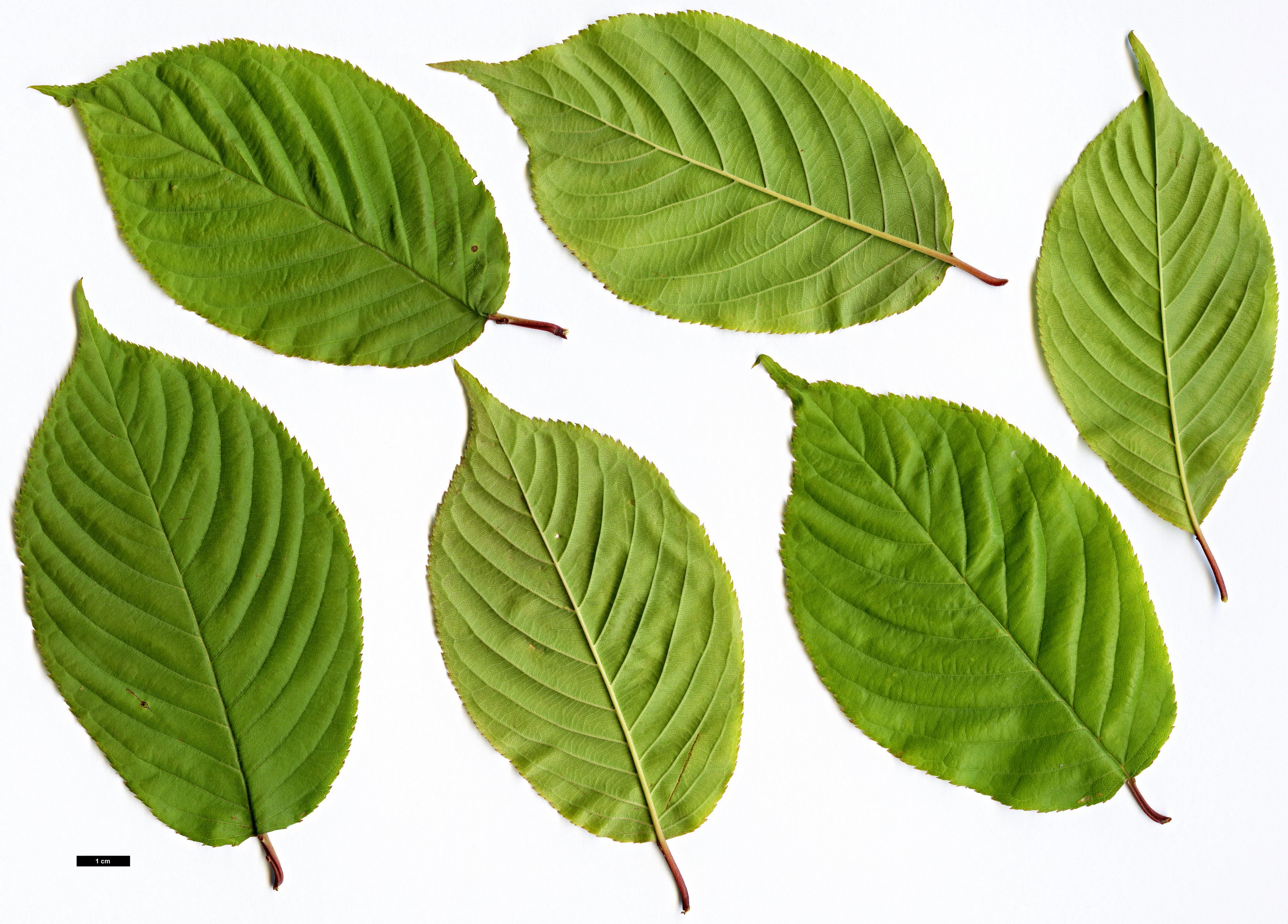 High resolution image: Family: Rosaceae - Genus: Prunus - Taxon: conradinae