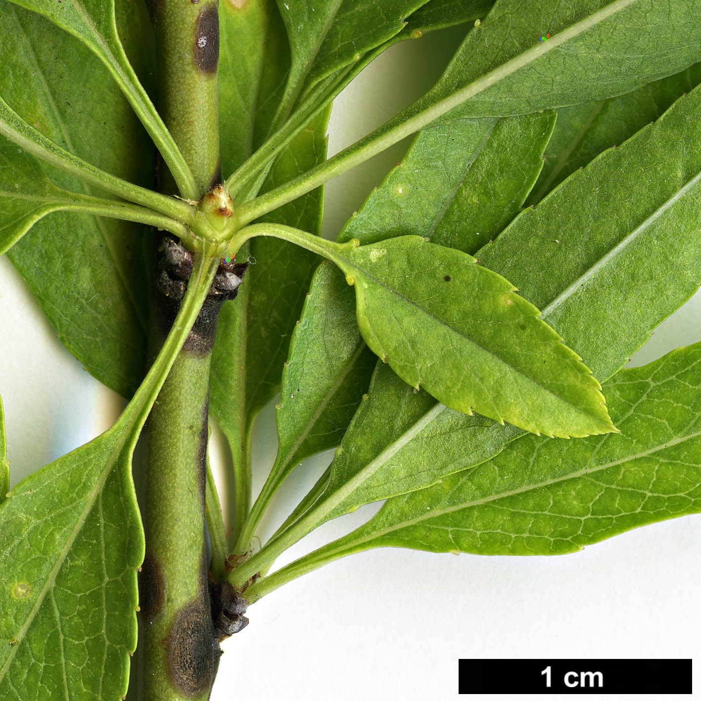 High resolution image: Family: Rosaceae - Genus: Prunus - Taxon: dulcis