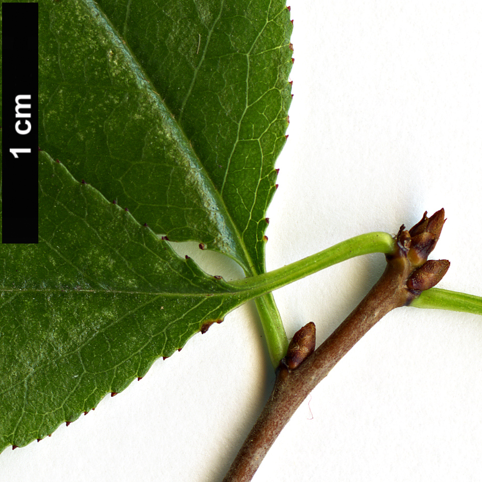 High resolution image: Family: Rosaceae - Genus: Prunus - Taxon: fruticosus