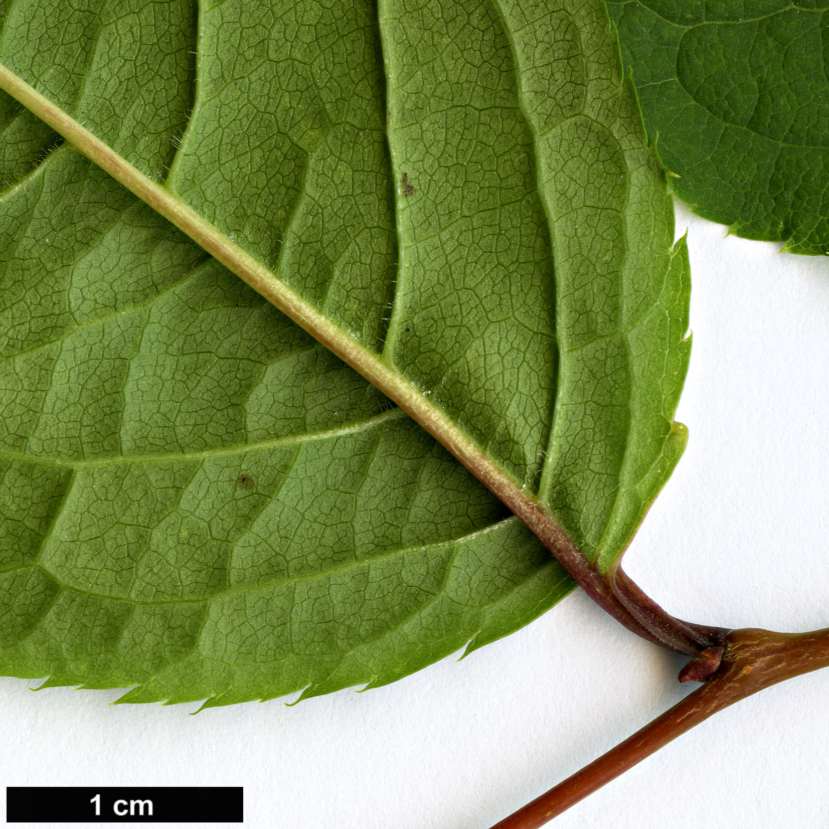 High resolution image: Family: Rosaceae - Genus: Prunus - Taxon: grayana