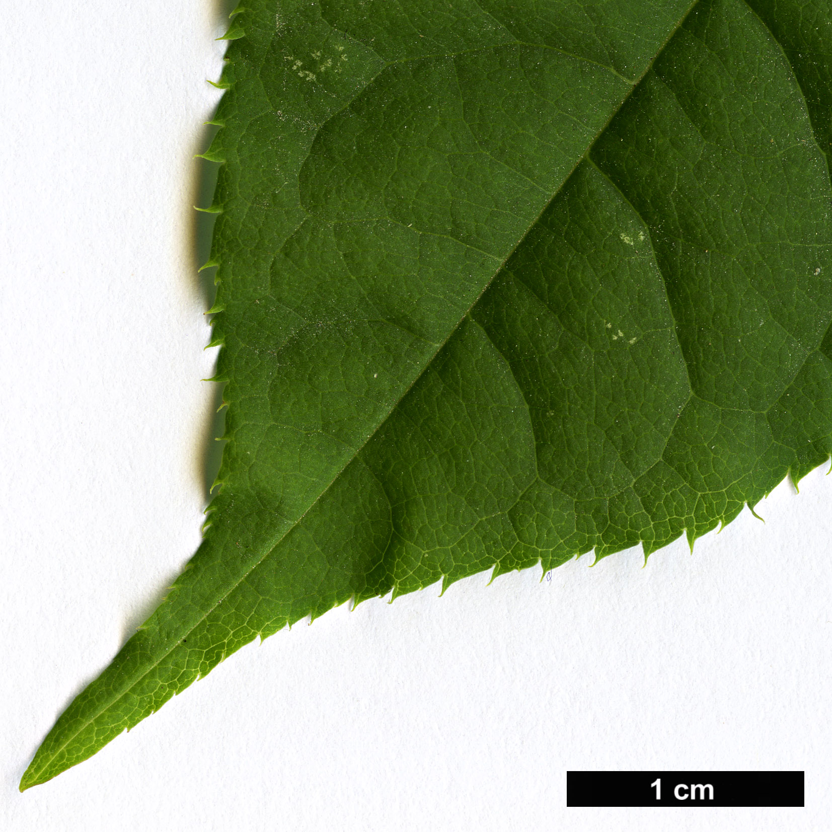High resolution image: Family: Rosaceae - Genus: Prunus - Taxon: grayana