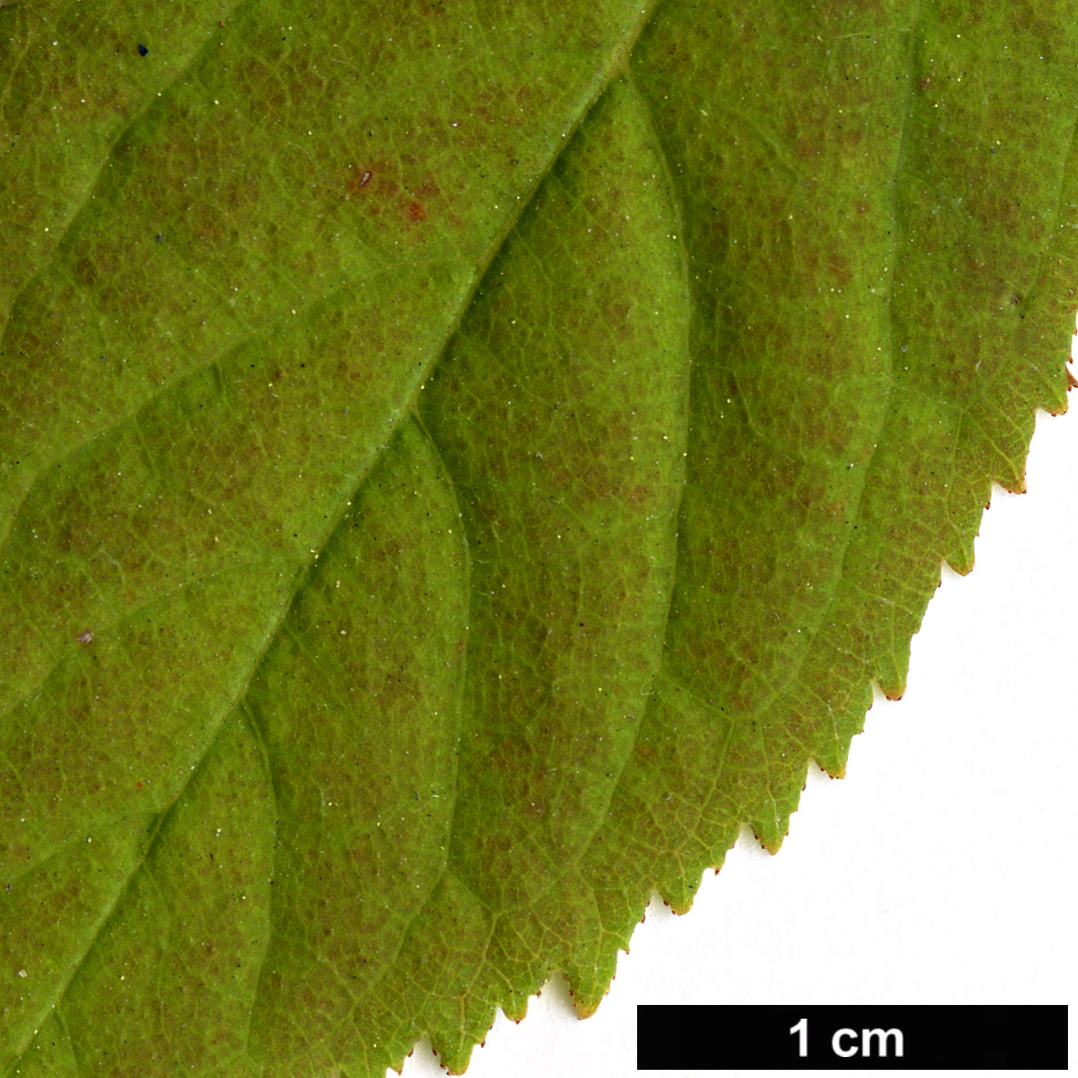 High resolution image: Family: Rosaceae - Genus: Prunus - Taxon: japonica