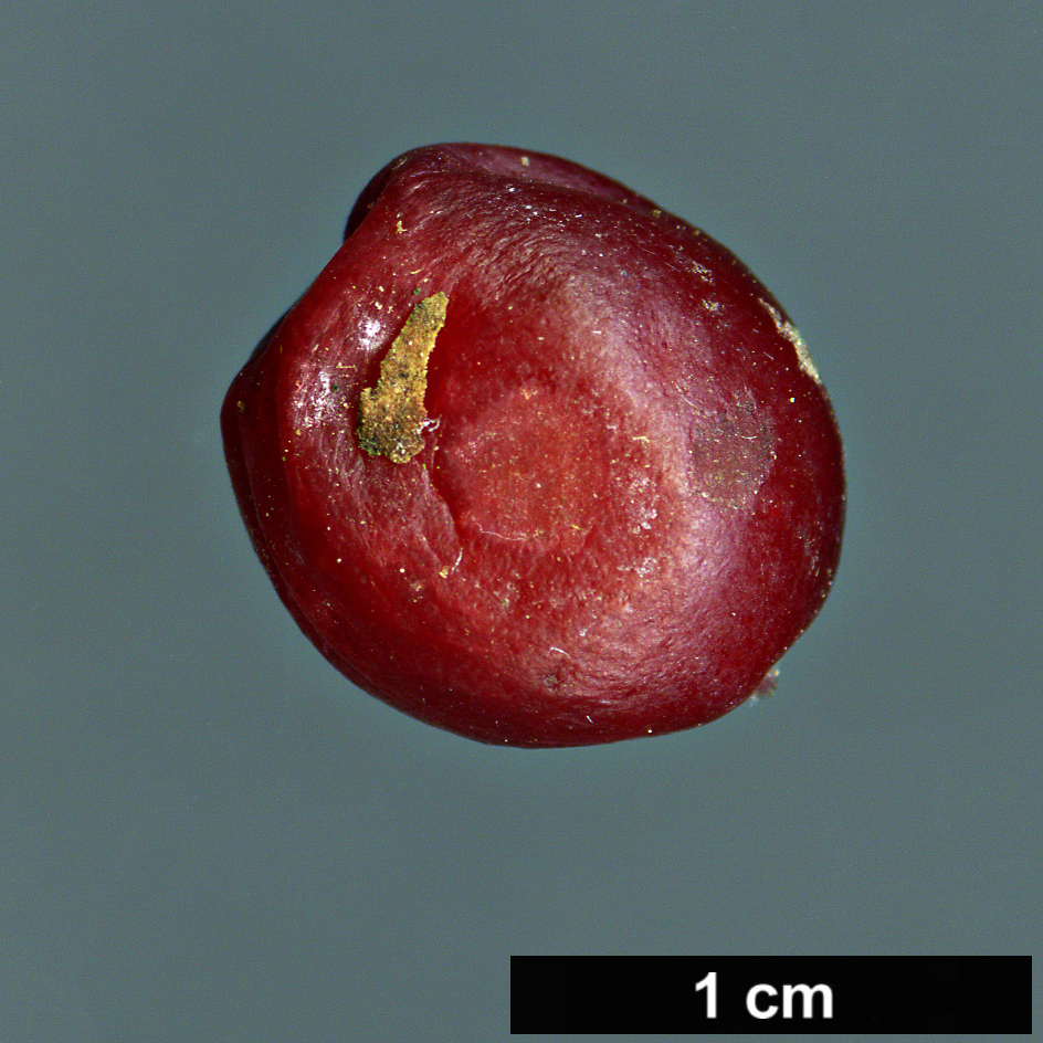 High resolution image: Family: Rosaceae - Genus: Prunus - Taxon: japonica