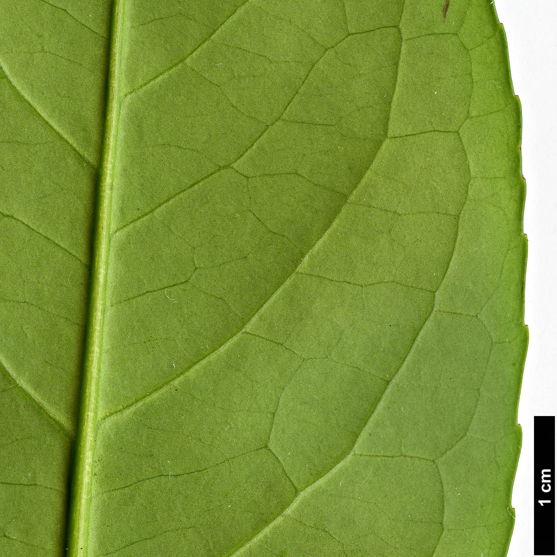 High resolution image: Family: Rosaceae - Genus: Prunus - Taxon: laurocerasus