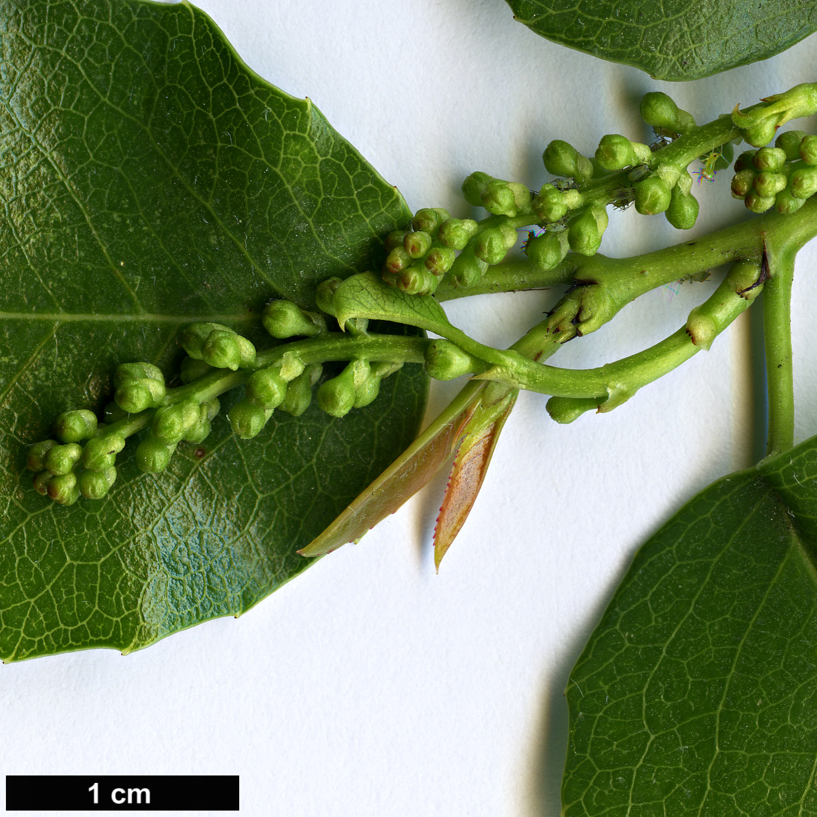 High resolution image: Family: Rosaceae - Genus: Prunus - Taxon: lyonii