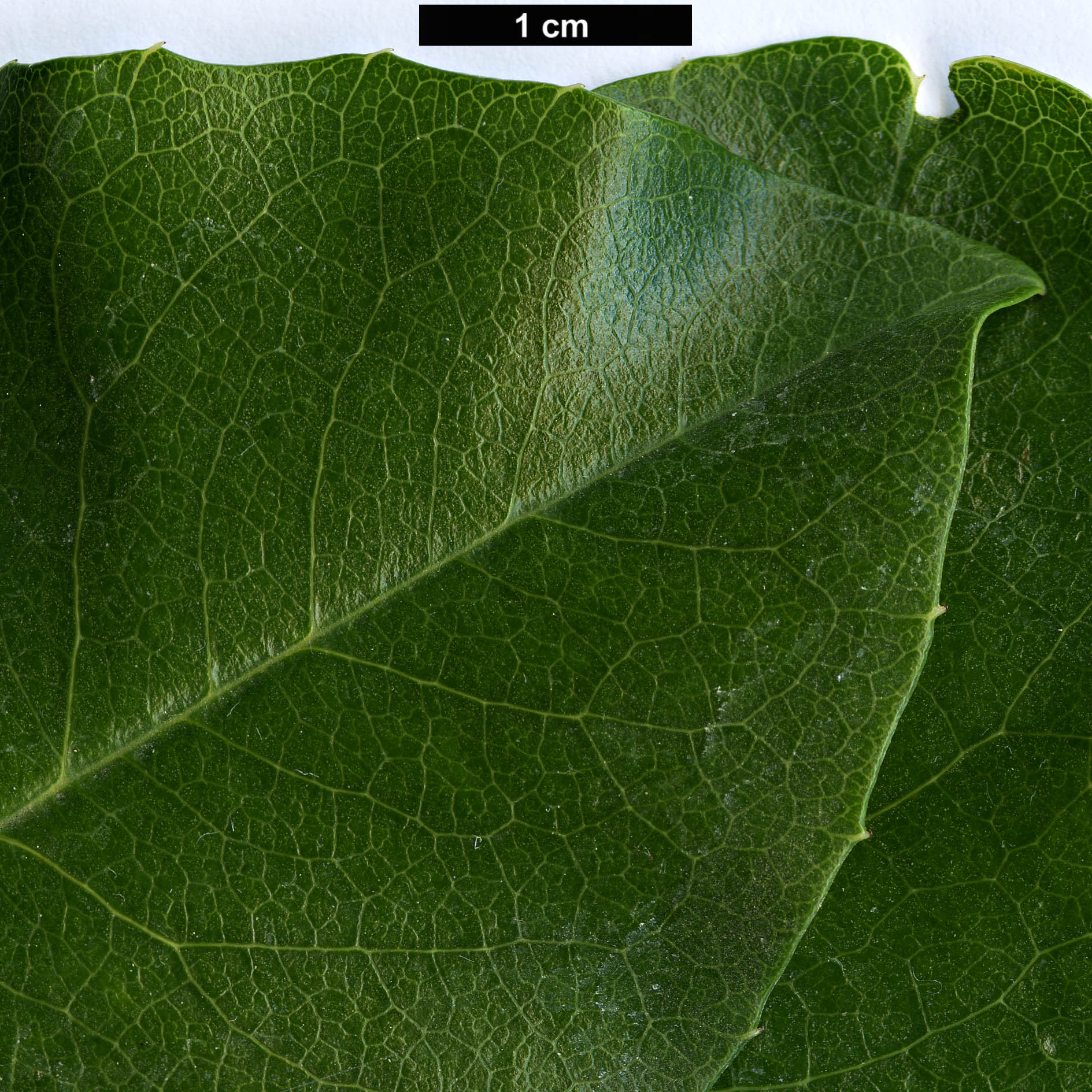 High resolution image: Family: Rosaceae - Genus: Prunus - Taxon: lyonii