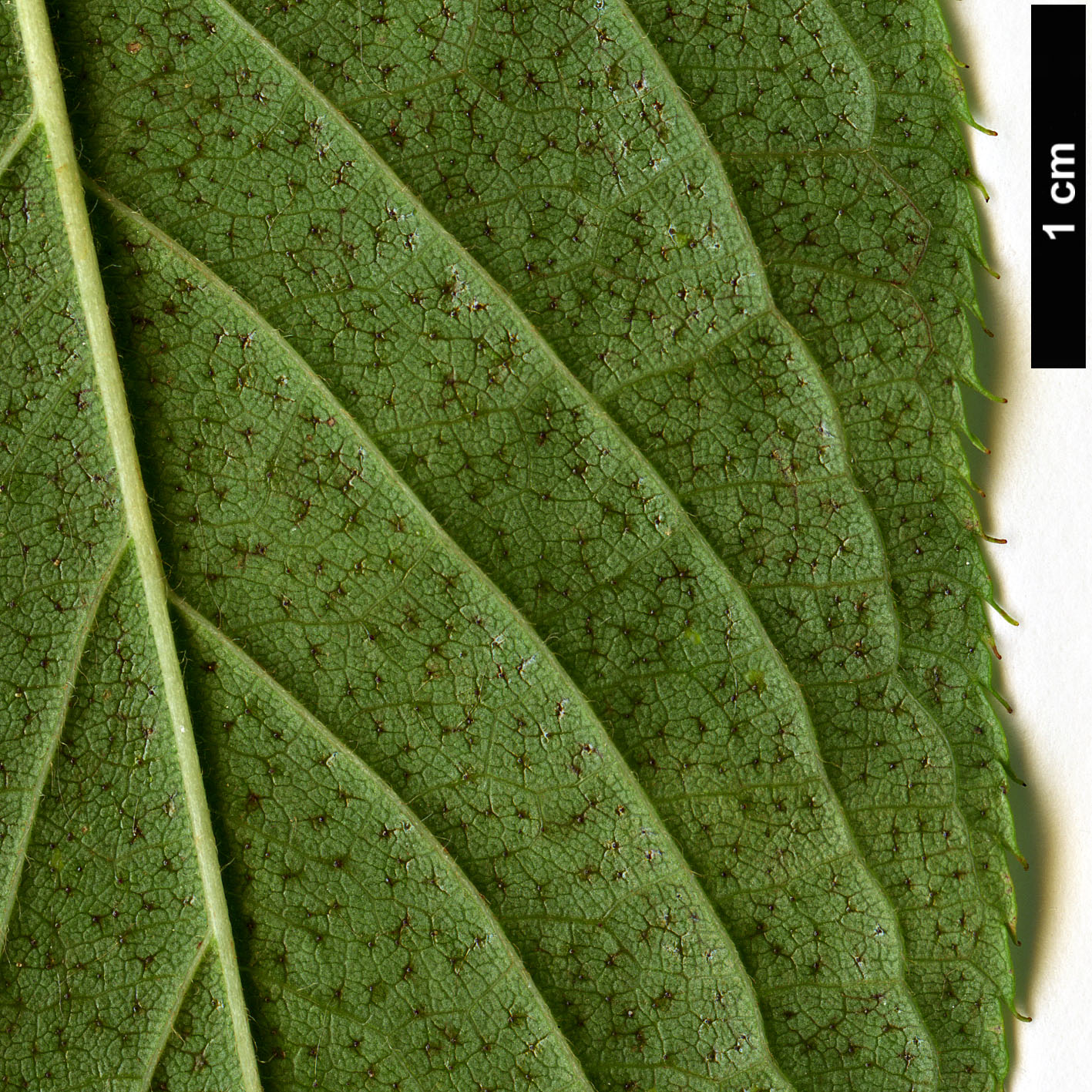 High resolution image: Family: Rosaceae - Genus: Prunus - Taxon: maackii