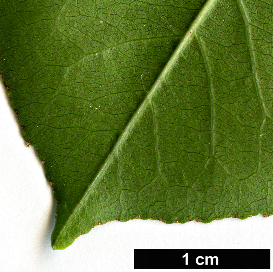High resolution image: Family: Rosaceae - Genus: Prunus - Taxon: mahaleb