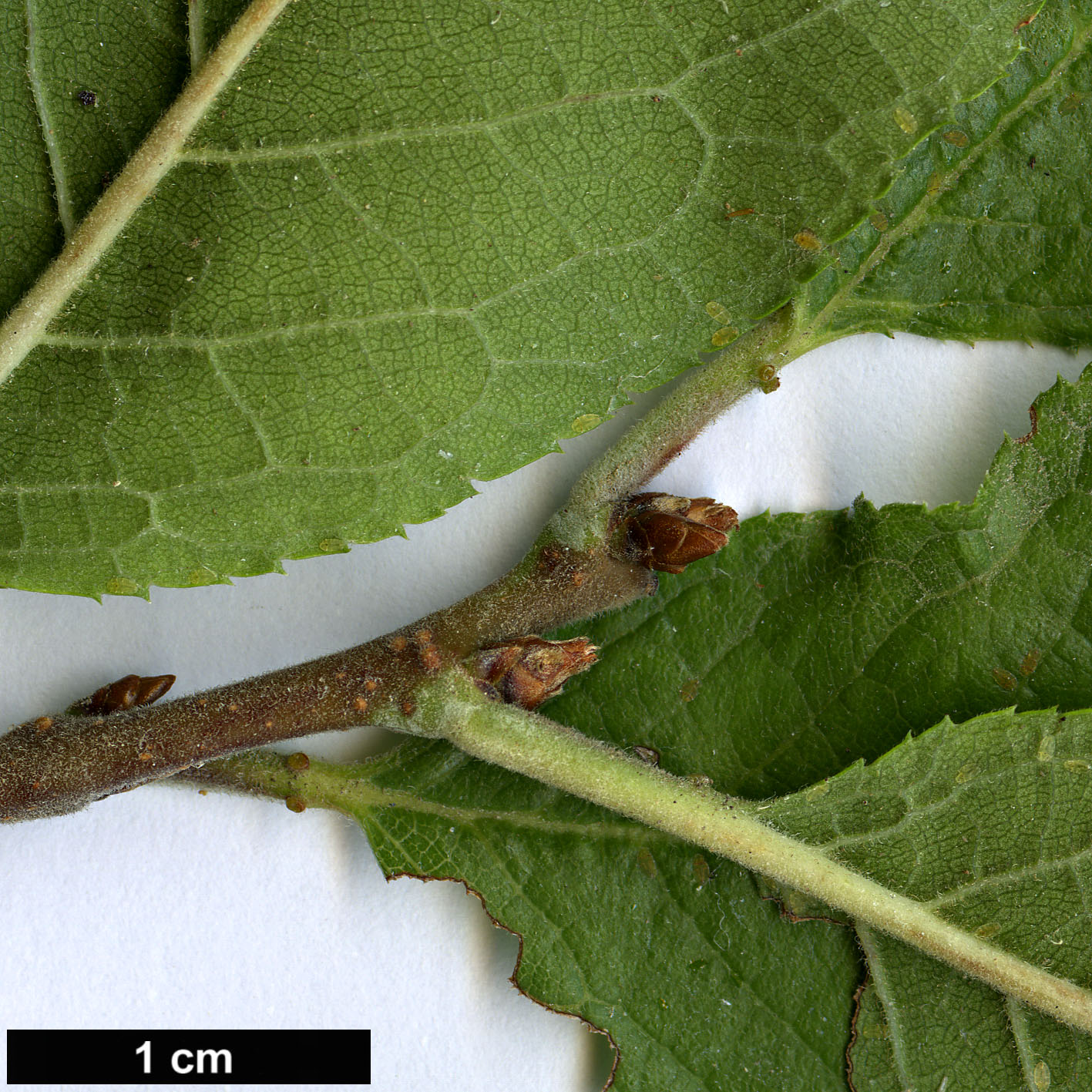 High resolution image: Family: Rosaceae - Genus: Prunus - Taxon: maritima