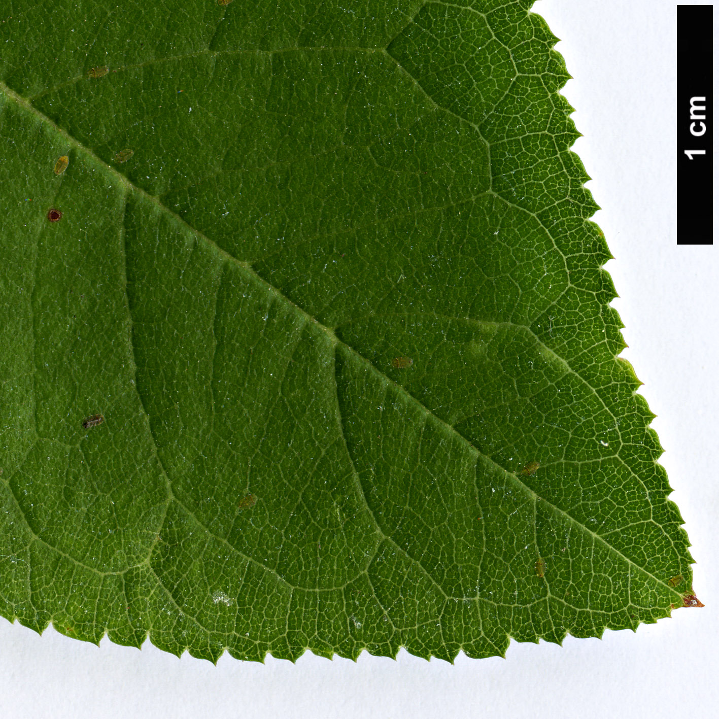 High resolution image: Family: Rosaceae - Genus: Prunus - Taxon: maritima
