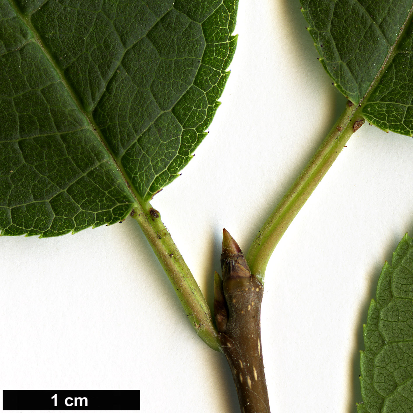 High resolution image: Family: Rosaceae - Genus: Prunus - Taxon: padus