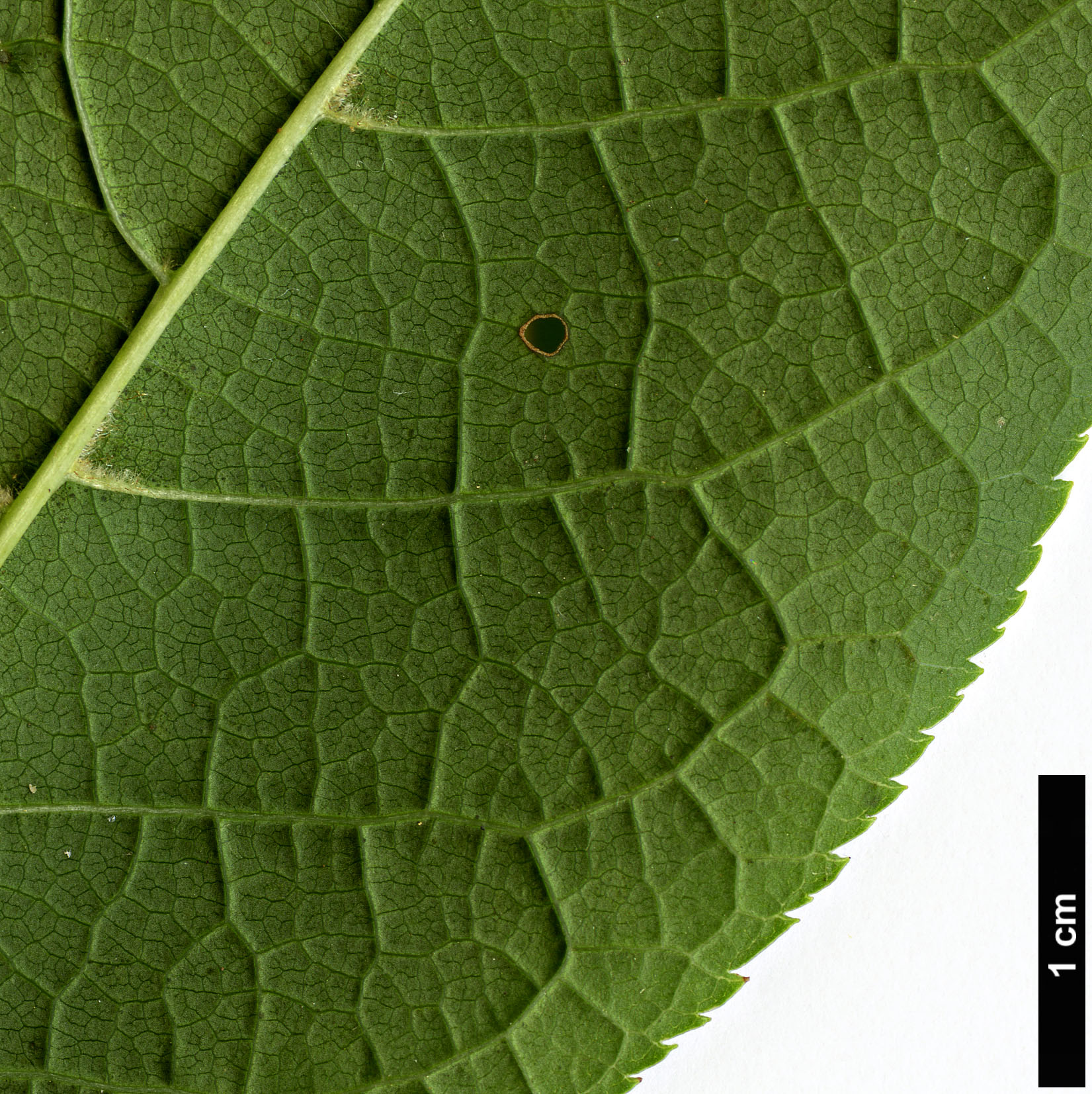 High resolution image: Family: Rosaceae - Genus: Prunus - Taxon: padus