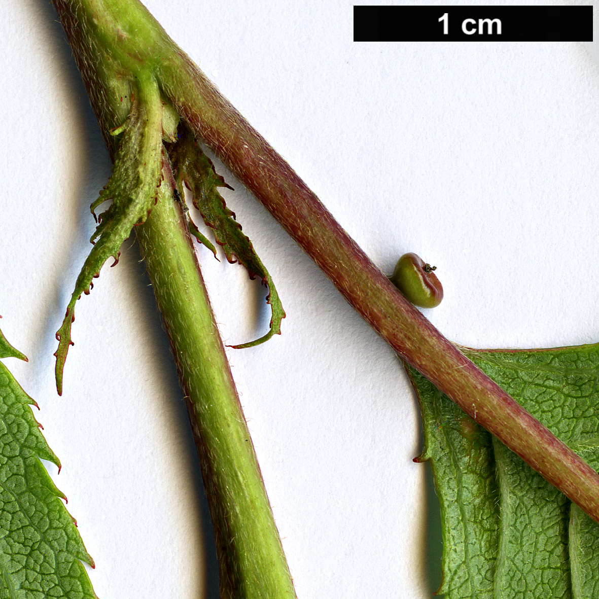 High resolution image: Family: Rosaceae - Genus: Prunus - Taxon: pendula - SpeciesSub: ’Stellata’