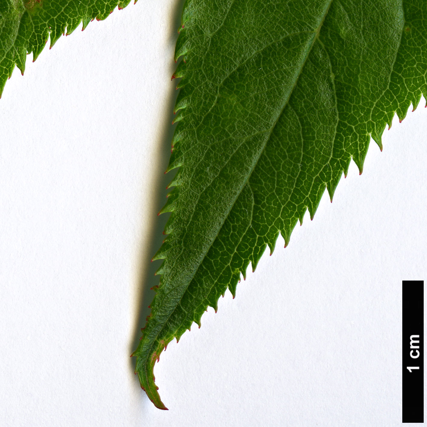 High resolution image: Family: Rosaceae - Genus: Prunus - Taxon: pendula - SpeciesSub: ’Stellata’