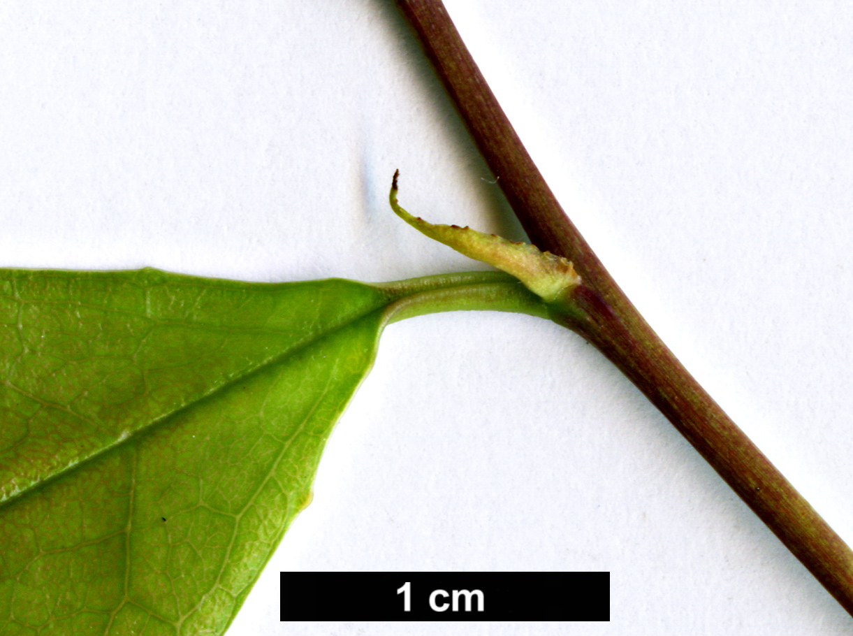 High resolution image: Family: Rosaceae - Genus: Prunus - Taxon: phaeosticta