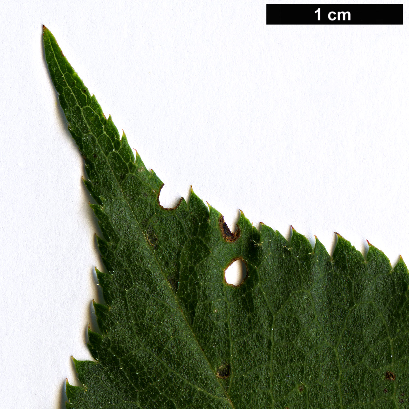 High resolution image: Family: Rosaceae - Genus: Prunus - Taxon: pilosiuscula